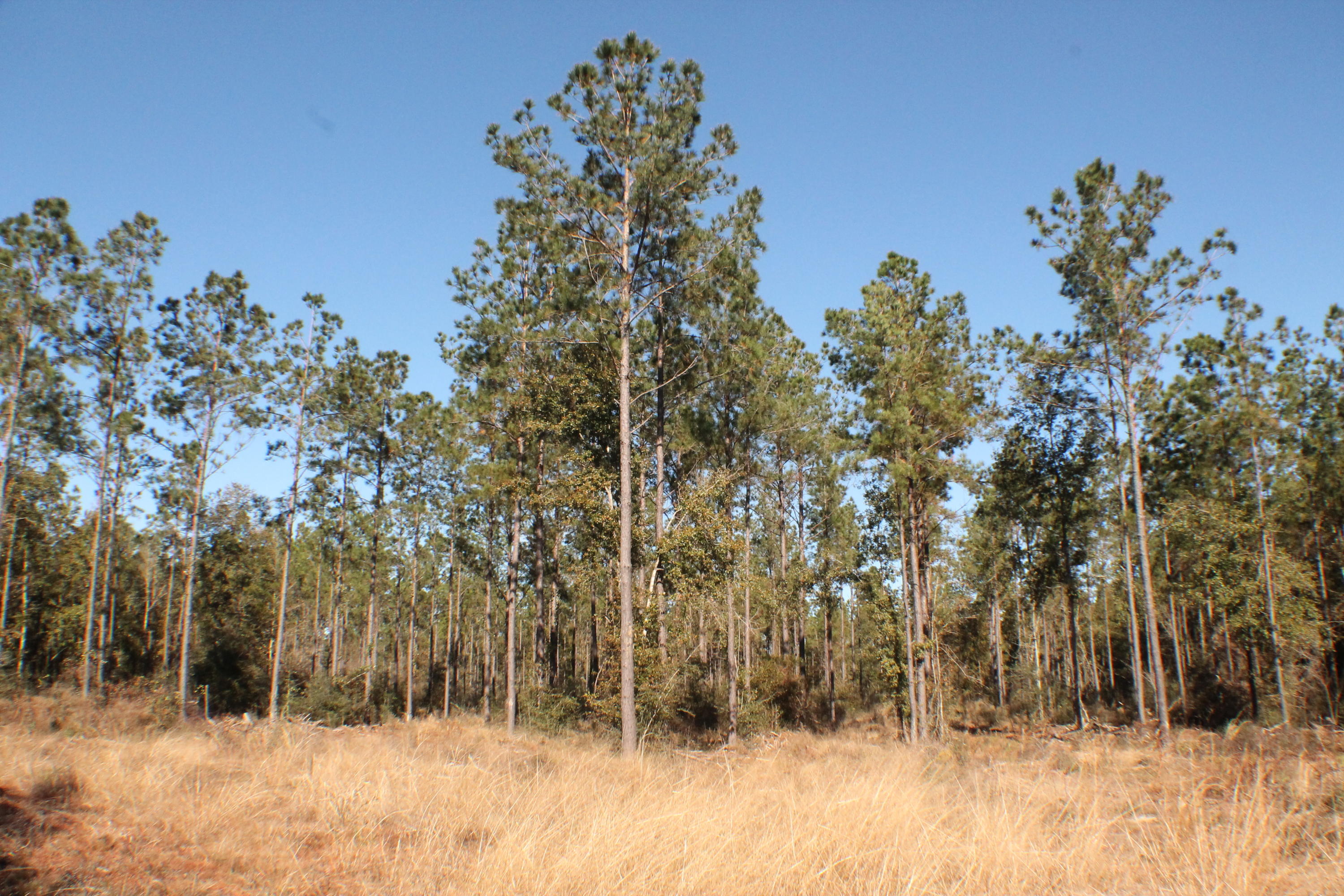 MILLERS BLUFF - Land