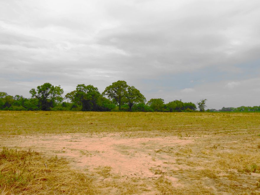 Beautiful 20 acres, with 3/4 in row crops, that could be put into pasture for horses or cows. A beautiful spot on the back of property on the Howard Jones Road side for a special place to build a house.