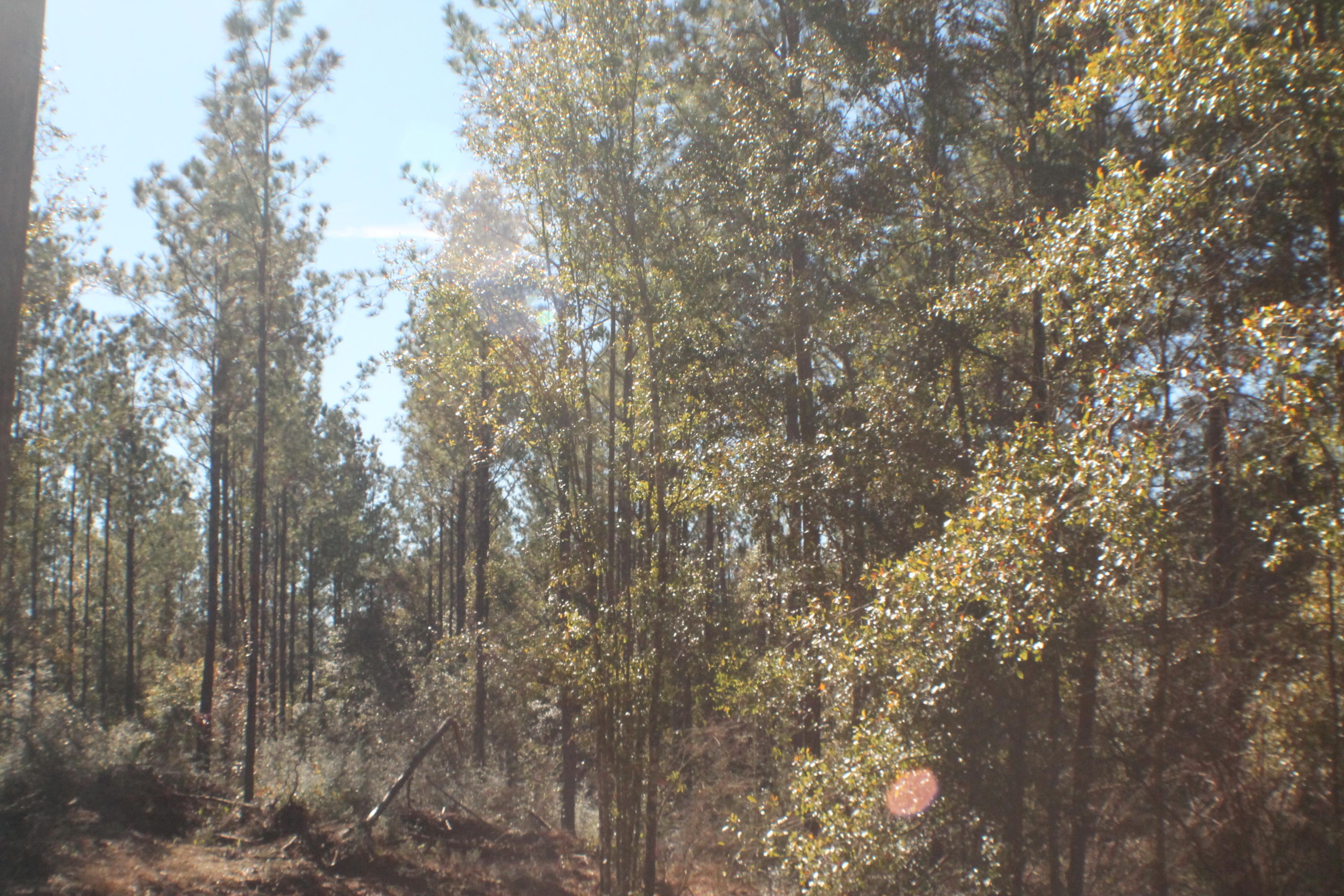 MILLERS BLUFF - Land