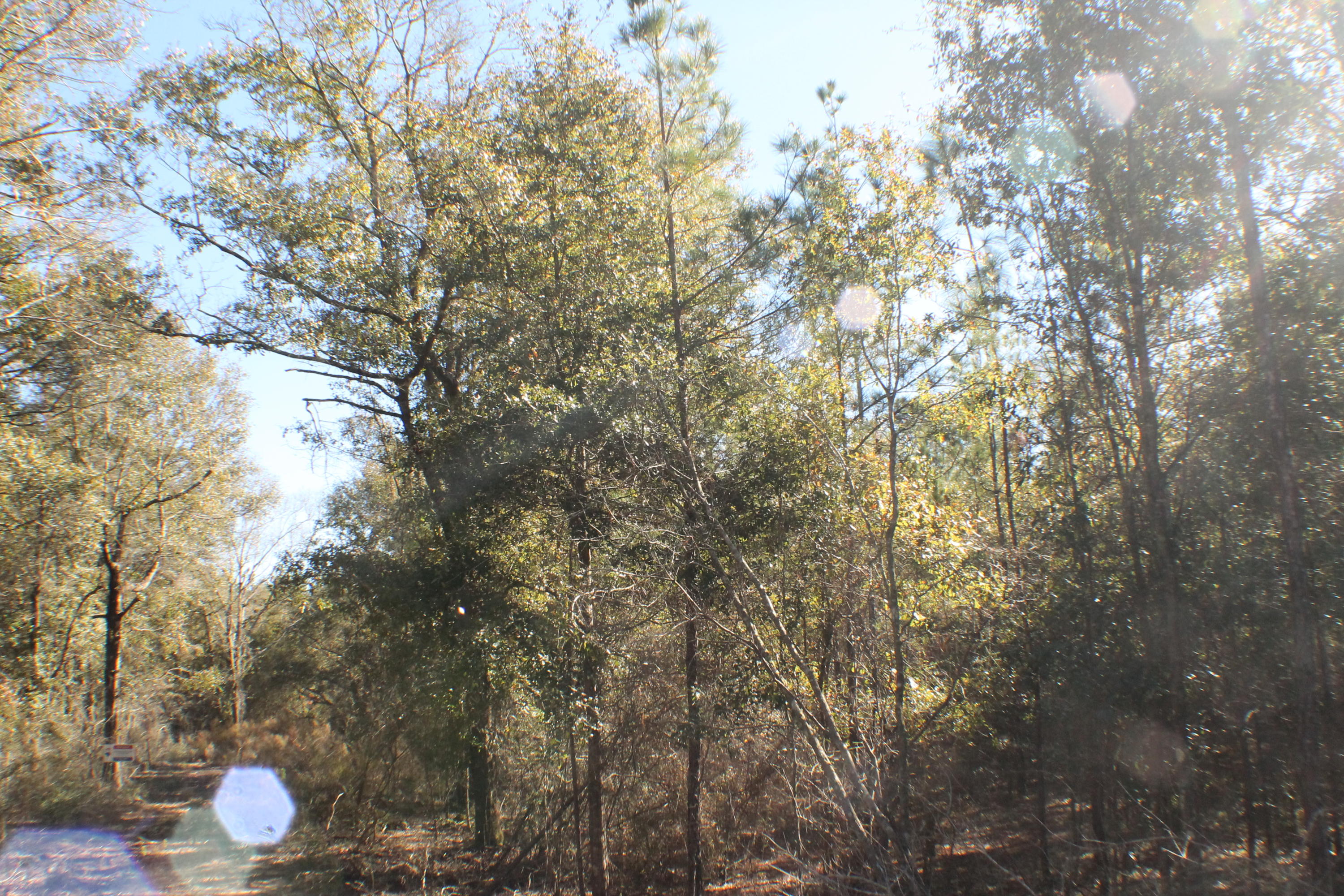 MILLERS BLUFF - Land