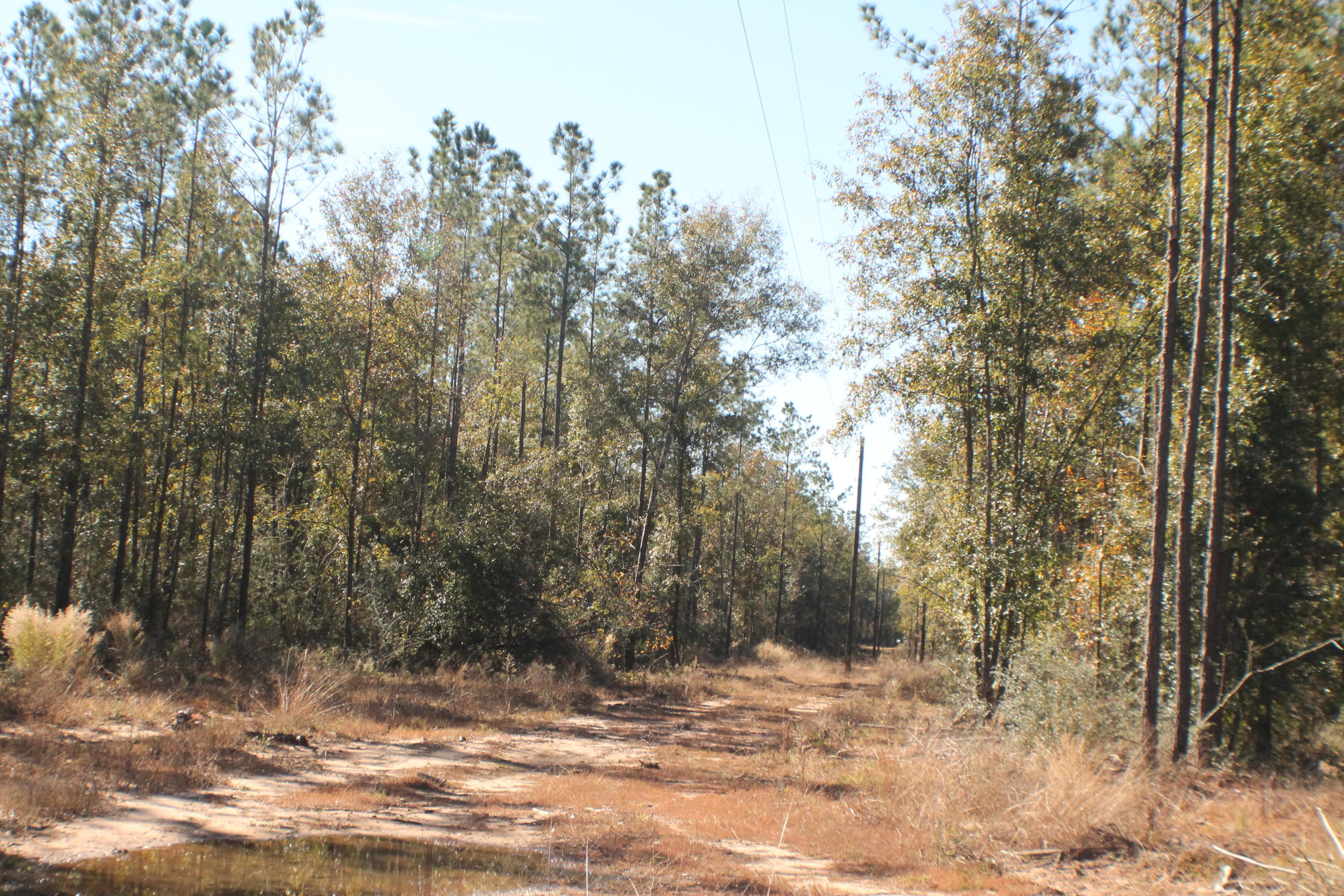 MILLERS BLUFF - Land