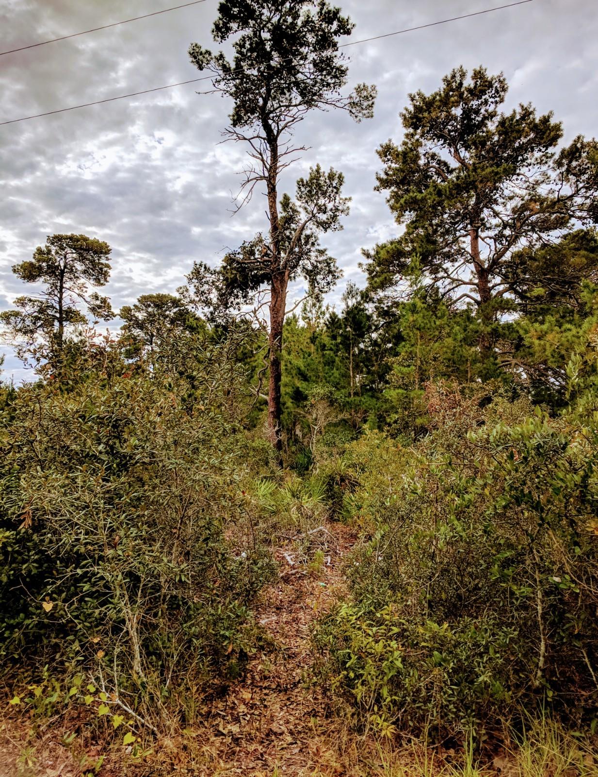 LOT 22 DUNE ALLEN 3RD ADD OR 66-569 OR 3006-1189 - Land