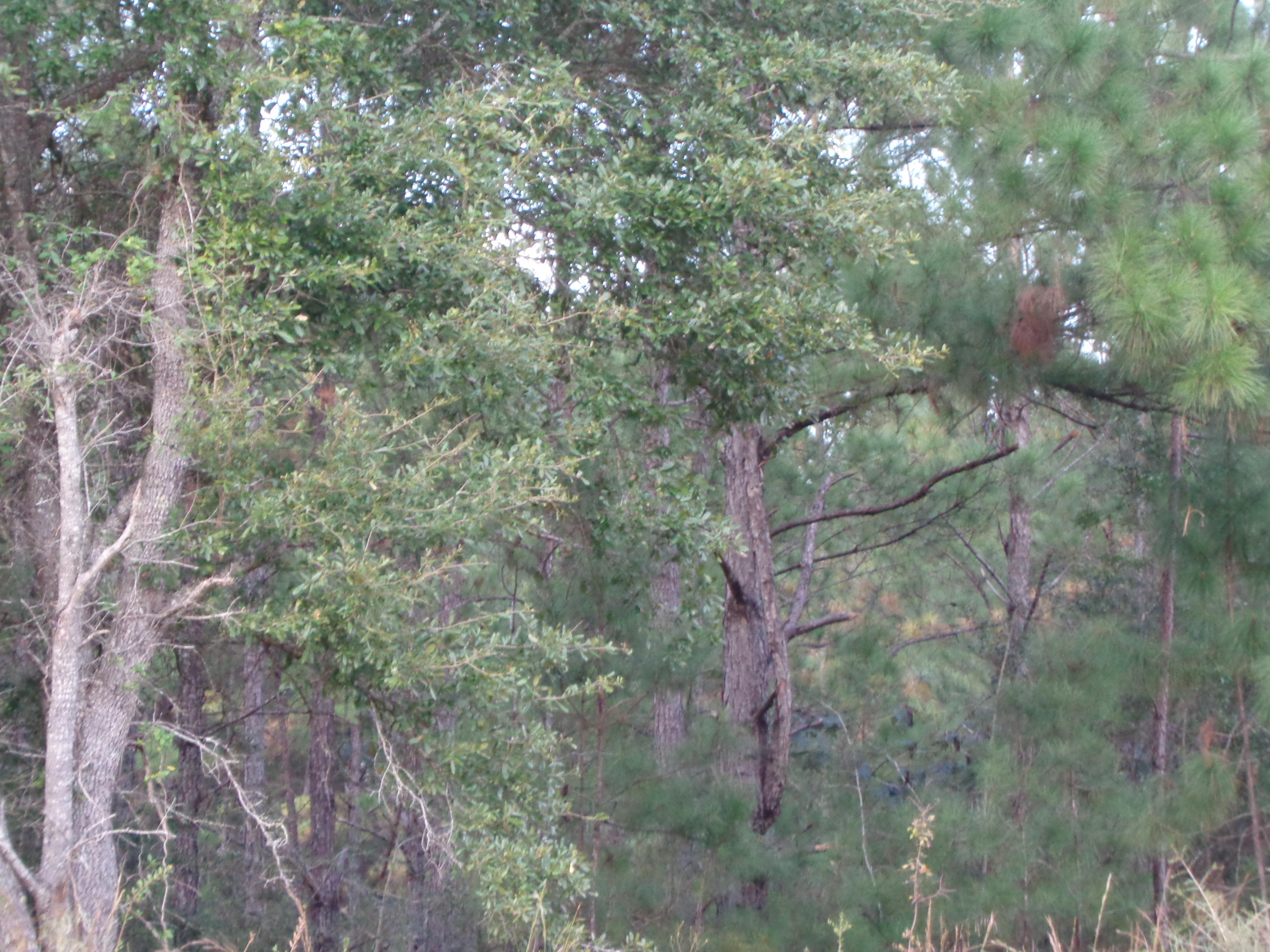 LOCATED JUST SOUTH OF THE PAXTON COMMUNITY THIS 5 ACRE PARCEL IS LOCATED ON A PAVED ROAD. PROPERTY HAS CHELCO POWER RUNNING PAST PROPERTY. PROPERTY IS WOODED AND HAS MANY OPTIONS FOR PRIVACY AND HOMESITES. PAXTON SCHOOL DISTRICT. GREAT PRICE FOR 5 ACRES. MOBILES ALLOWED.