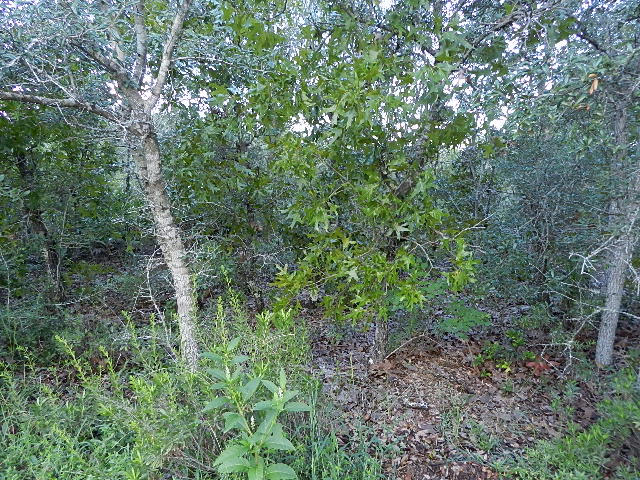 East Bay River Estates - Land