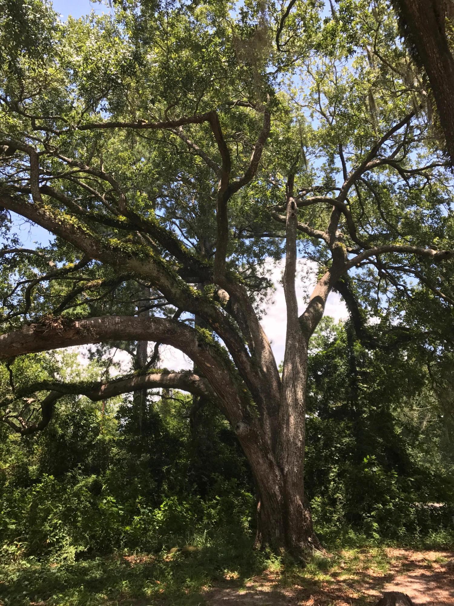 Basin Bayou - Residential