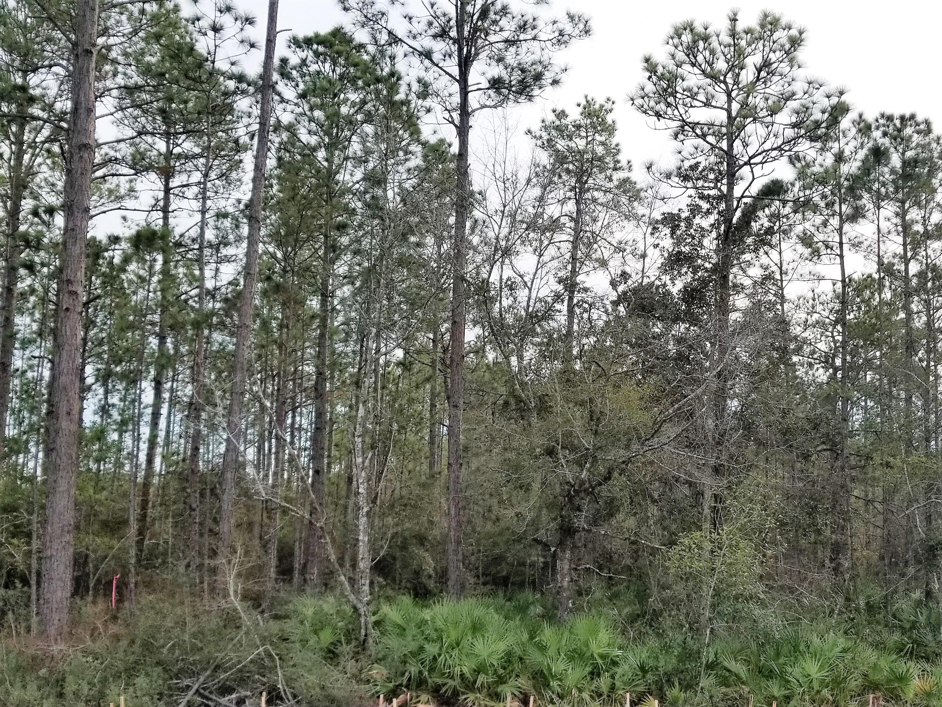 Peach Creek Phase 4 - Residential