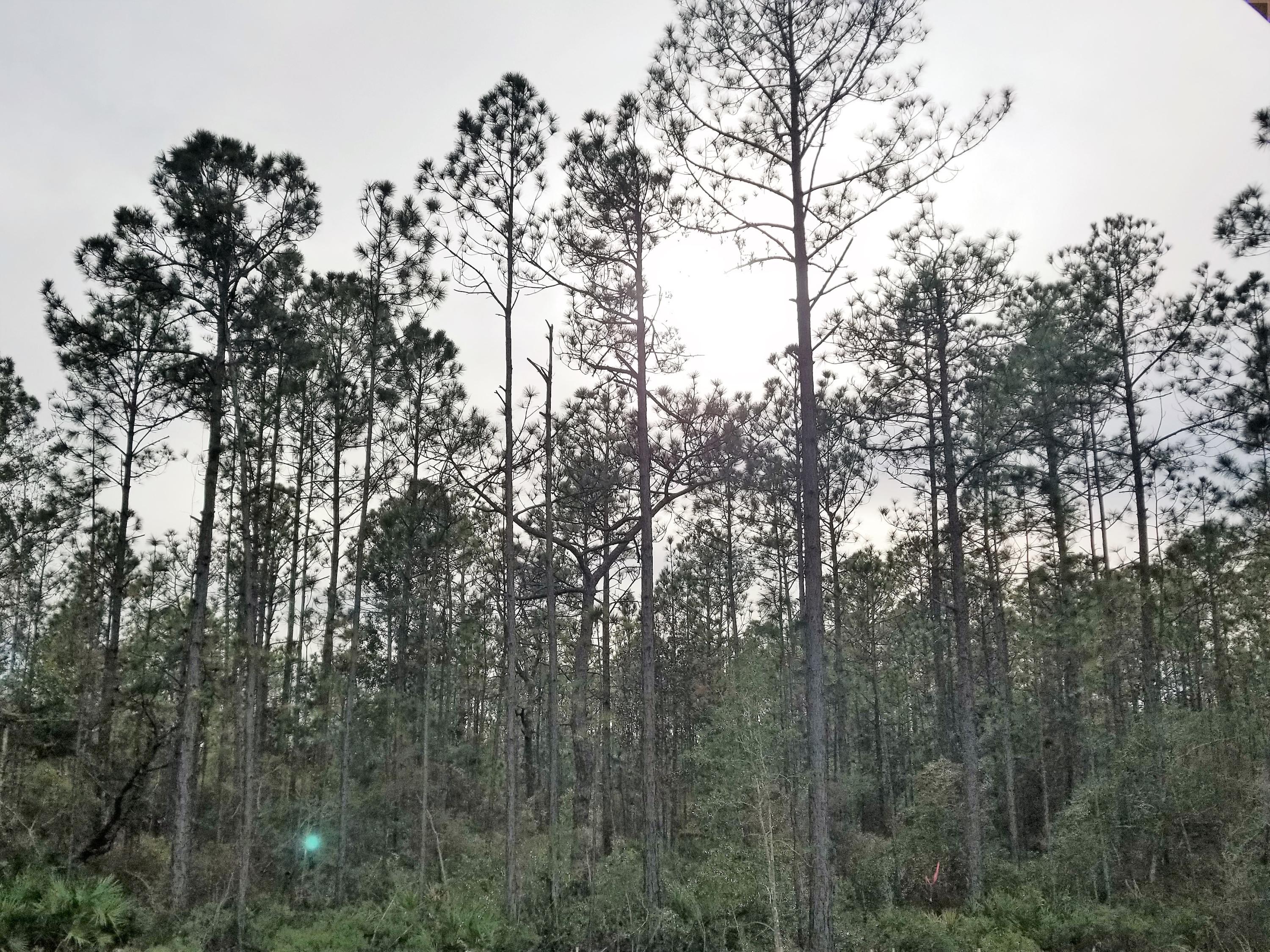 Peach Creek Phase 4 - Residential