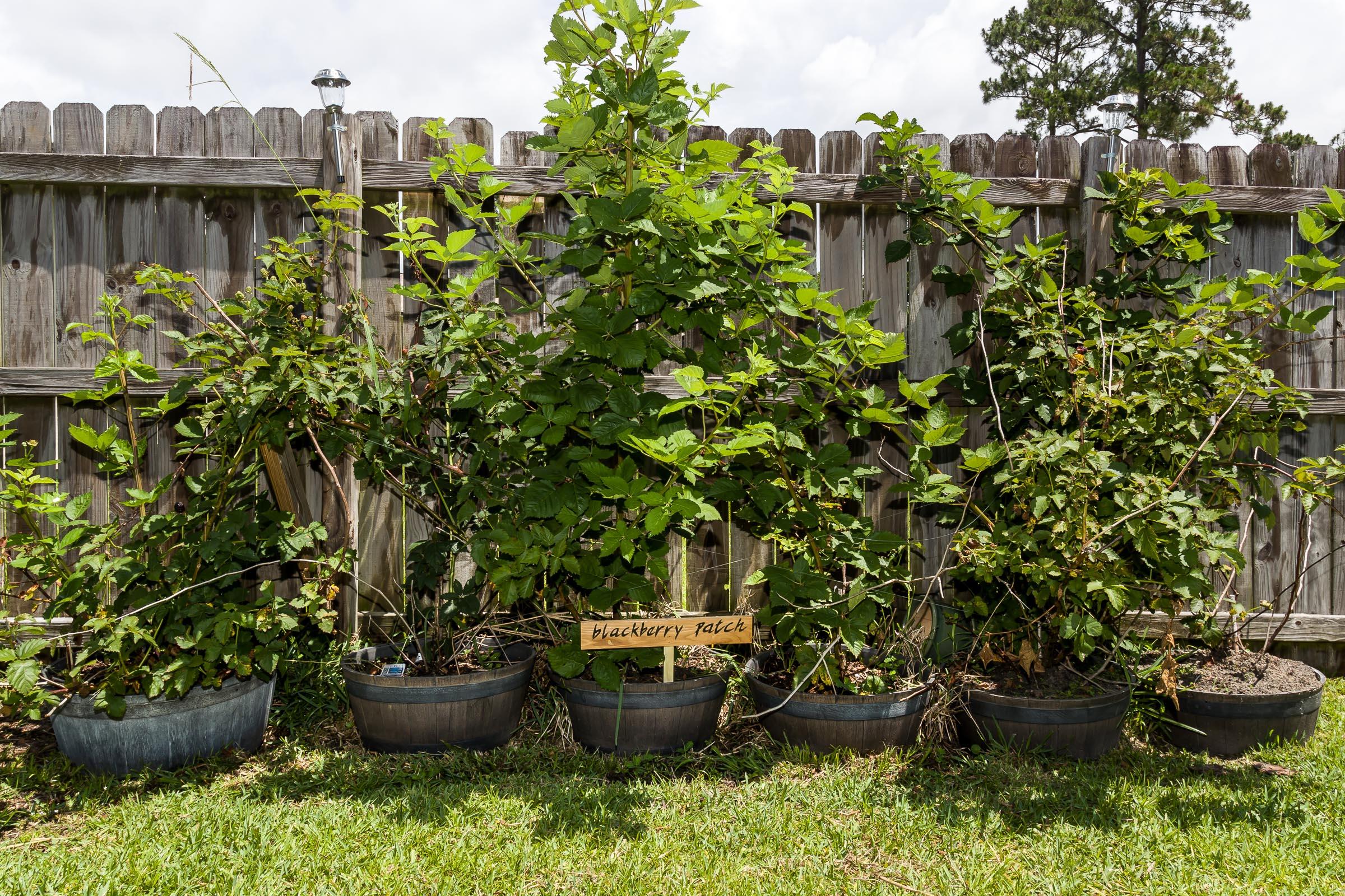 PINEDALE 1ST ADDN - Residential