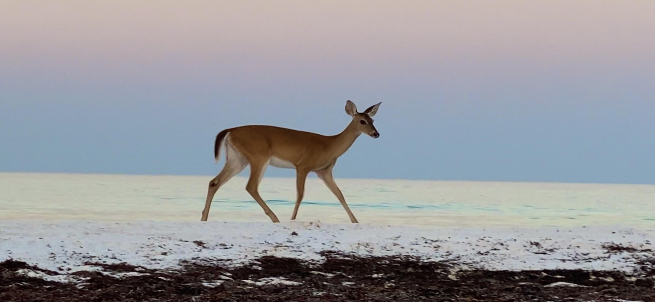 BEACH HIGHLAND 1ST ADD - Residential