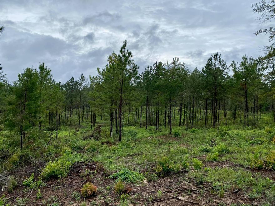 Possible Owner Financing! Don't miss this opportunity on this beautiful, partially cleared 10 Acres right off of HWY 81. This property was partially cleared a year ago. Beautiful high and dry land that flows from a small hill top that would be perfect for a home to the small gradual slope to the back of the property that would be a great place to put in a pond. This property is on  county maintained Rd that has electricity at the road, well and septic tank required. Have the privacy of 10 Acres but not being completely secluded in the middle of nowhere. Possible Owner financing available with full price offer, $45,000 down payment and credit review. Land was just surveyed last year so new buyer will receive the survey. Walton County GIS map in documents showing no wetlands & Flood zone X