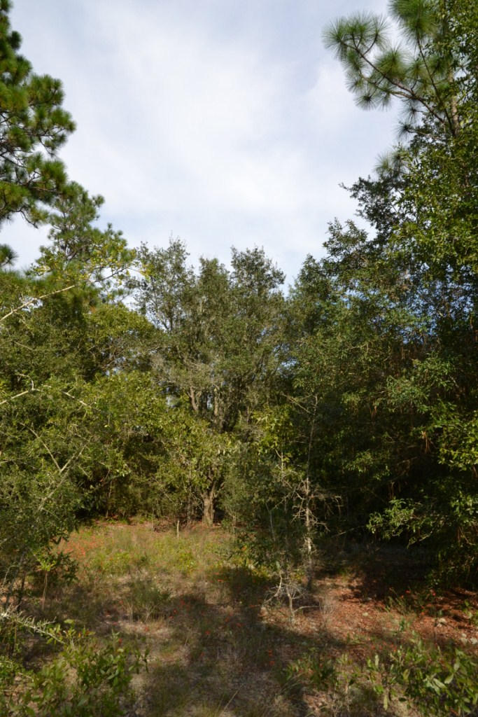 YELLOW BLUFF ESTATES - Land