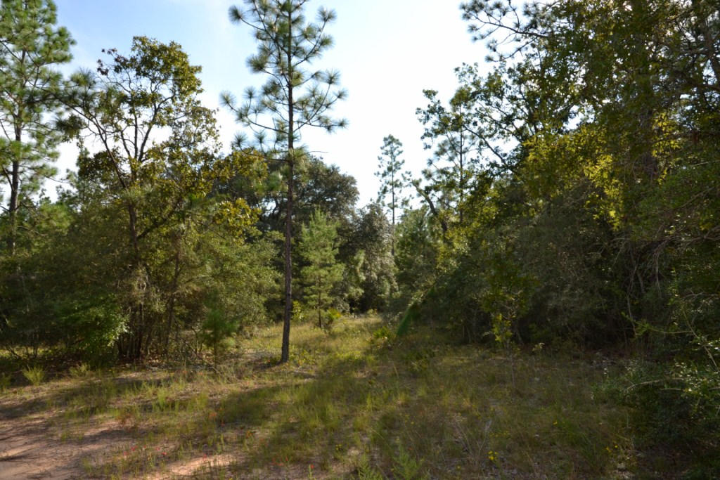 YELLOW BLUFF ESTATES - Land