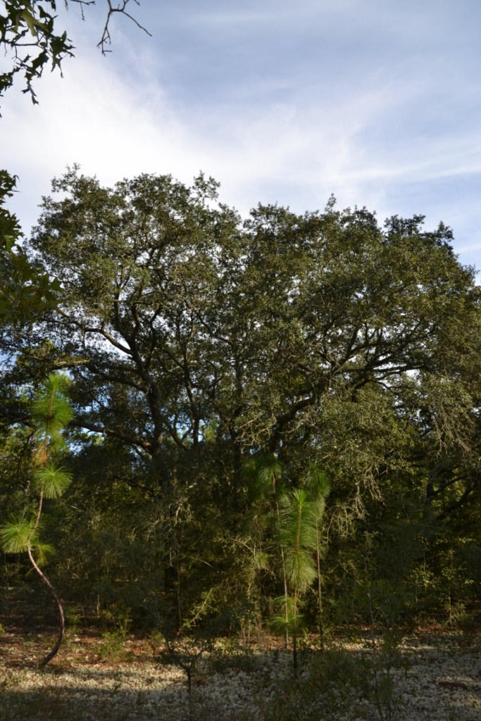 YELLOW BLUFF ESTATES - Land