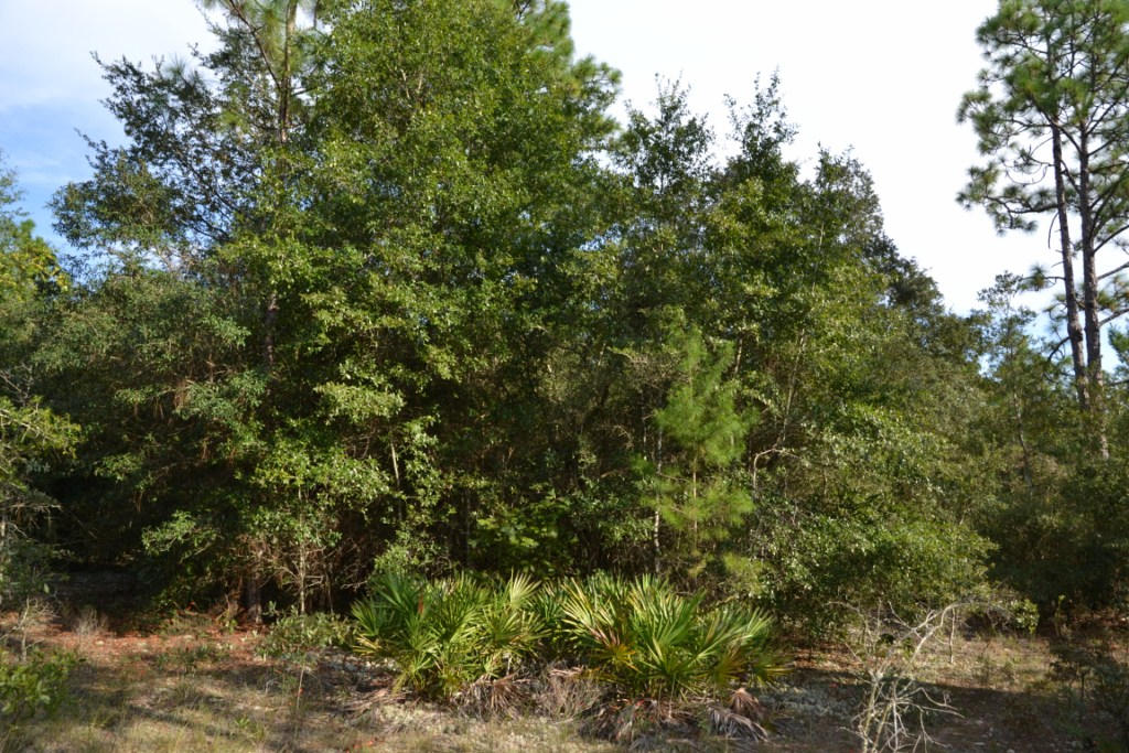 YELLOW BLUFF ESTATES - Land