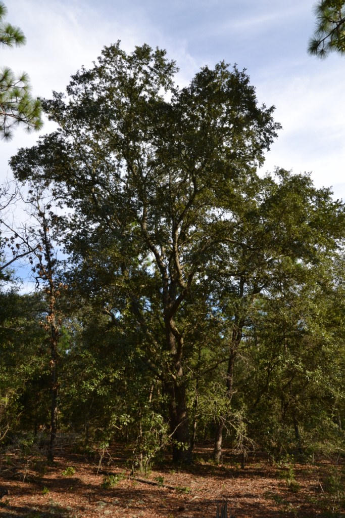 YELLOW BLUFF ESTATES - Land