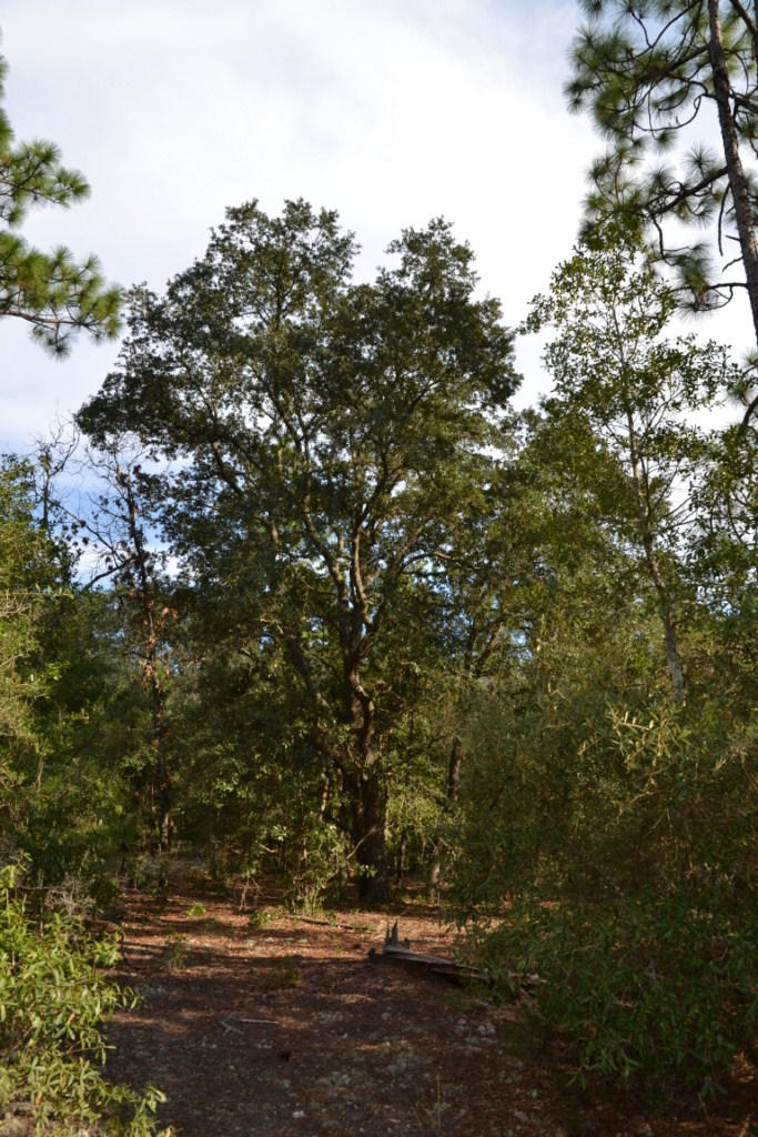 YELLOW BLUFF ESTATES - Land