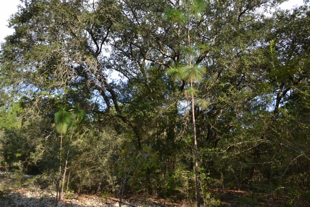 YELLOW BLUFF ESTATES - Land