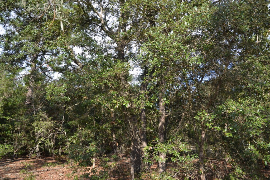 YELLOW BLUFF ESTATES - Land