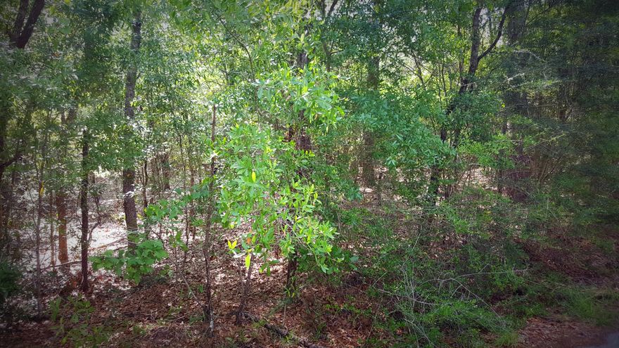 FINANCING OPTIONS AVAILABLE. Public Water, Electricity, Fire Hydrant, located adjacent to property. This wooded 40-acre parcel has three small springs that flow year-round. Two of them come together to form a nice enchanting stream on the west side. The third one forms a smaller creek in the middle of the property. There is also another creek that adjoins the large creek on the northeast corner. The property is strategically located less than 15 mins from Blackstone Golf Course, Emerald Coast Zoo, New FEDEX Ground Facility, I-10, Bob Sikes Airport, shopping, banking, and approximately 30 mins from Duke Field, Eglin AFB and the white sandy beaches of the Emerald Coast! Property zoned agricultural. Multi-residences allowed on property. Call for more details.