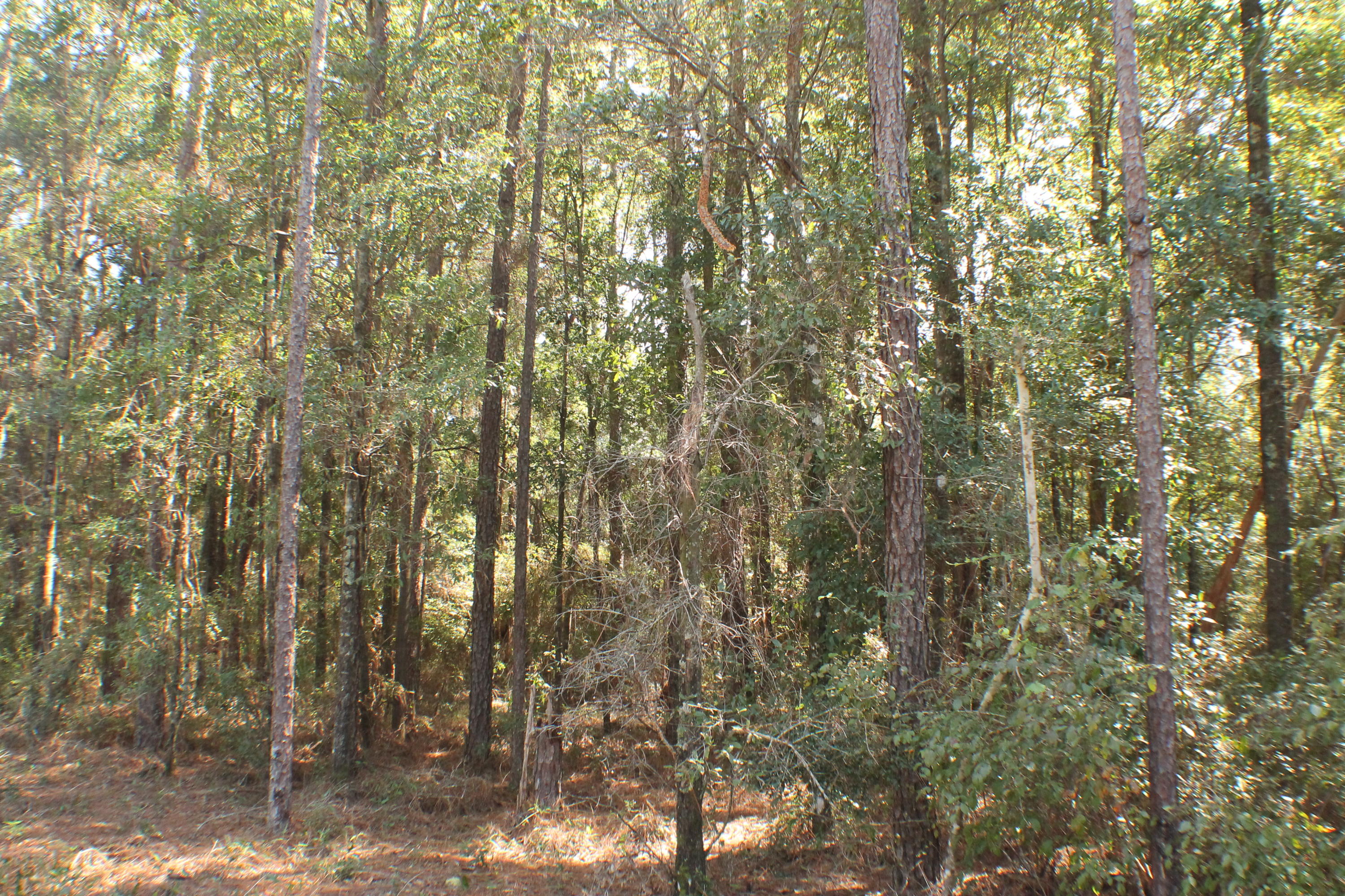 METES & BOUNDS - Land