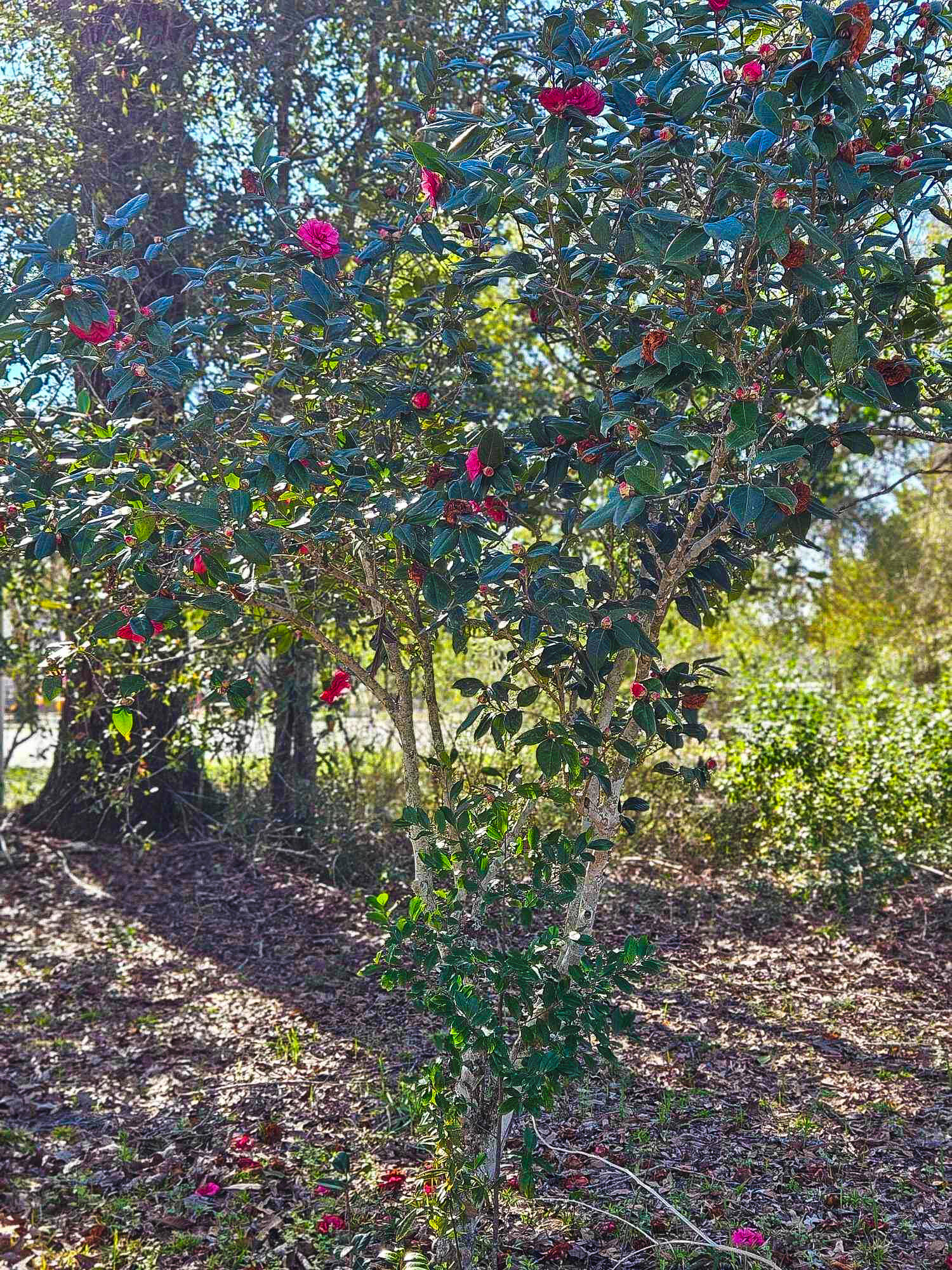 Town of Darlington PB2-64 - Residential