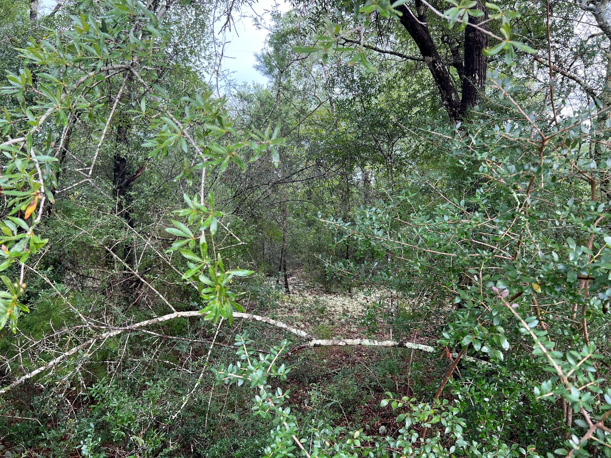 OAKWOOD HILLS UNIT 1 - Land