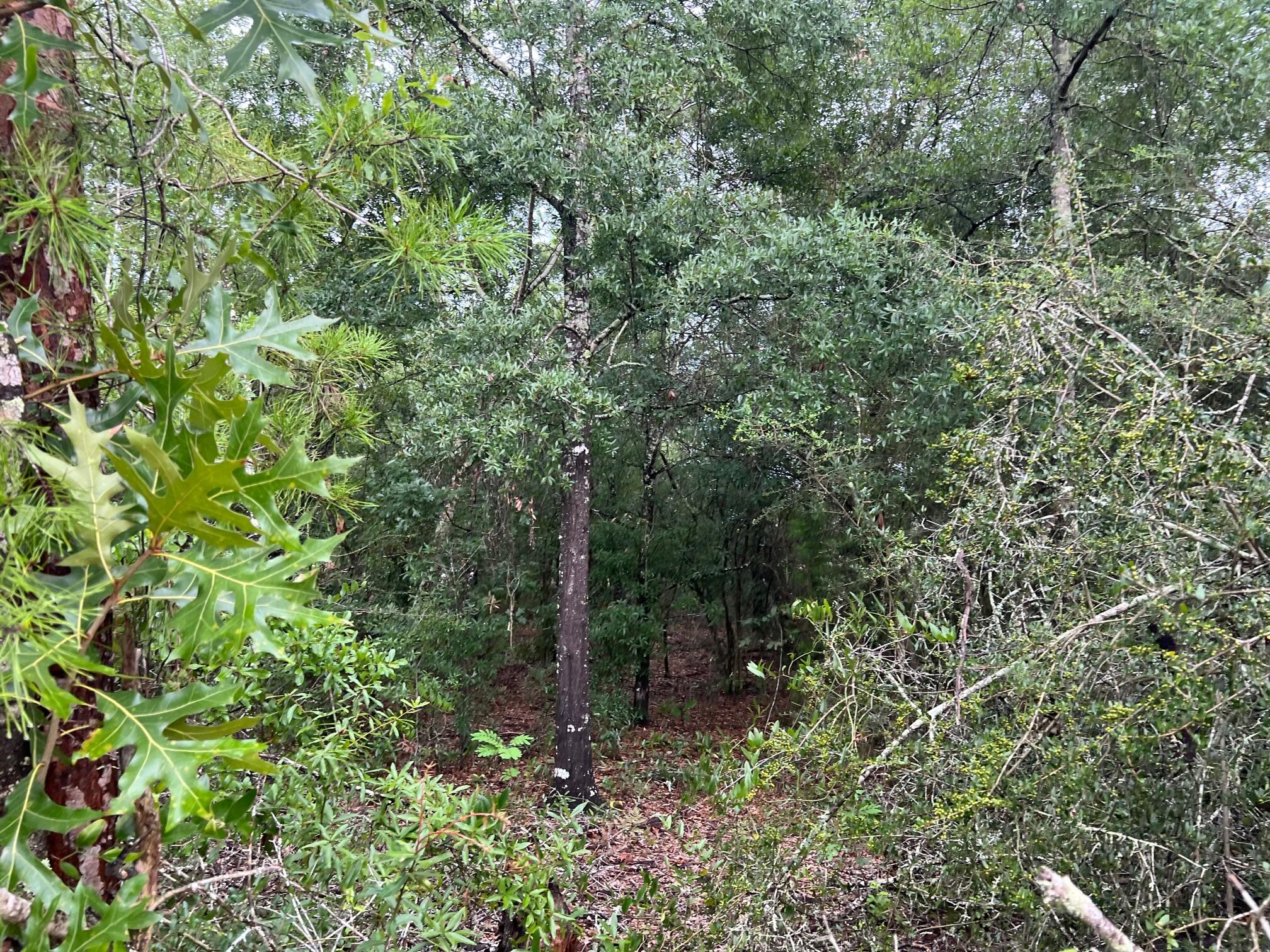 OAKWOOD HILLS UNIT 1 - Land