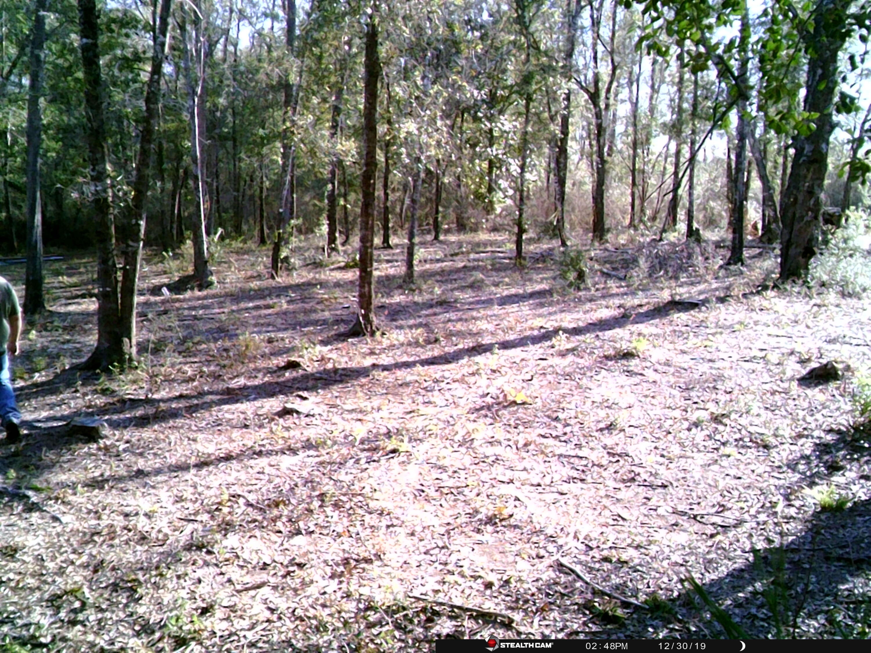 HUNTERS PARADISE! Great UNRESTRICTED lot located just outside of Freeport in the Bruce community! Your will find fish camps and boat ramps in the vicinity of this 1.52 acre lot. You will not be disappointed with the Wild Turkey, Deer, and Wild Hogs that are among the abundance of WILDLIFE found in the area! Per Walton County, there are TWO buildable lots here. This private lot backs up to the Northwest Fl. Water Management District property that the Choctawhatchee River runs through. Excellent location, electricity in area! Call today before its GONE!
