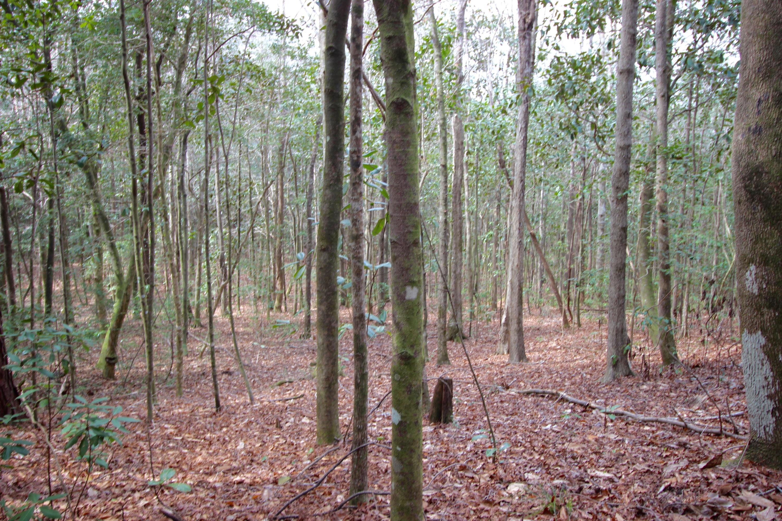 METES & BOUNDS - Land