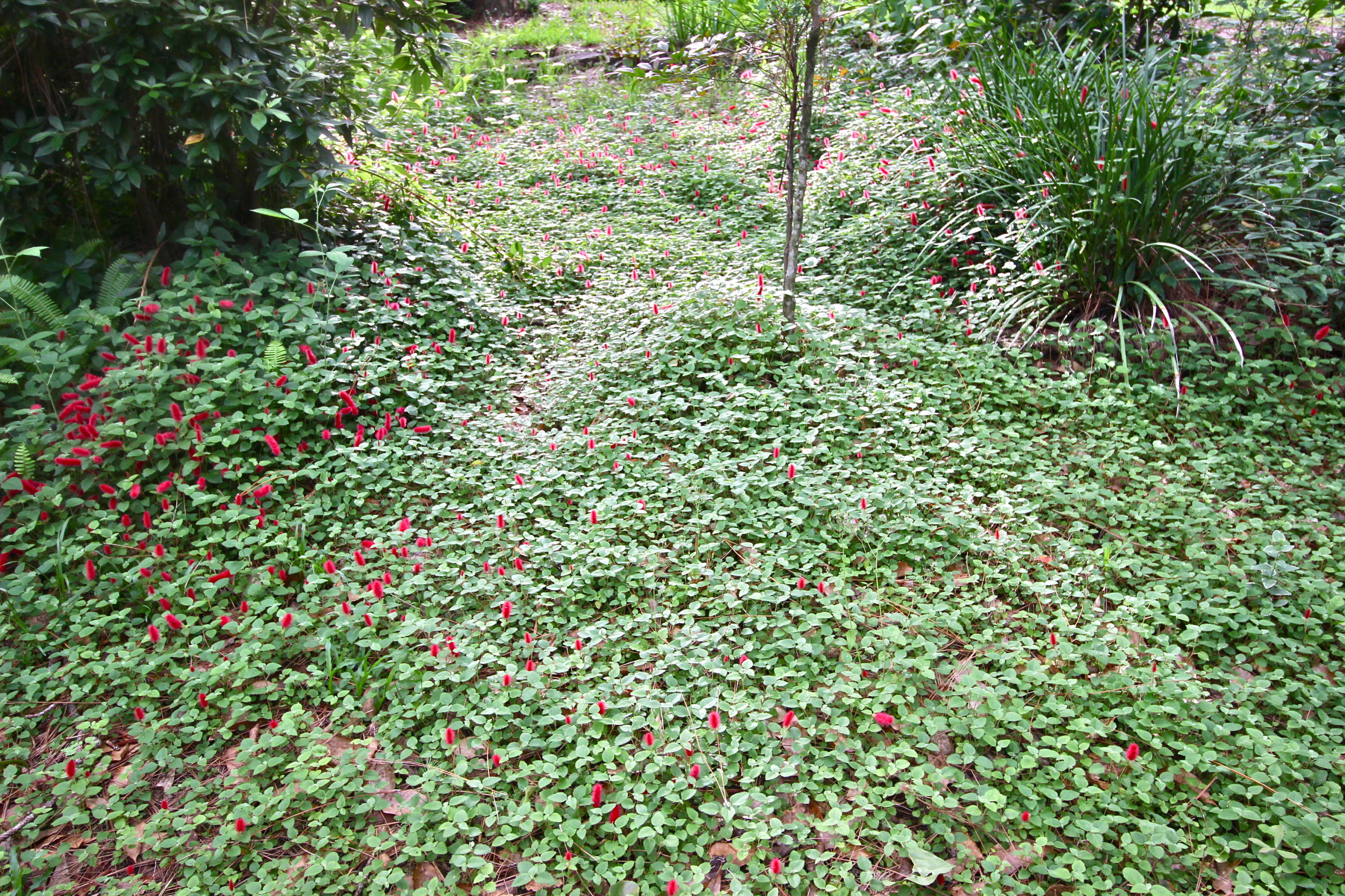 PINE SHORES - Residential