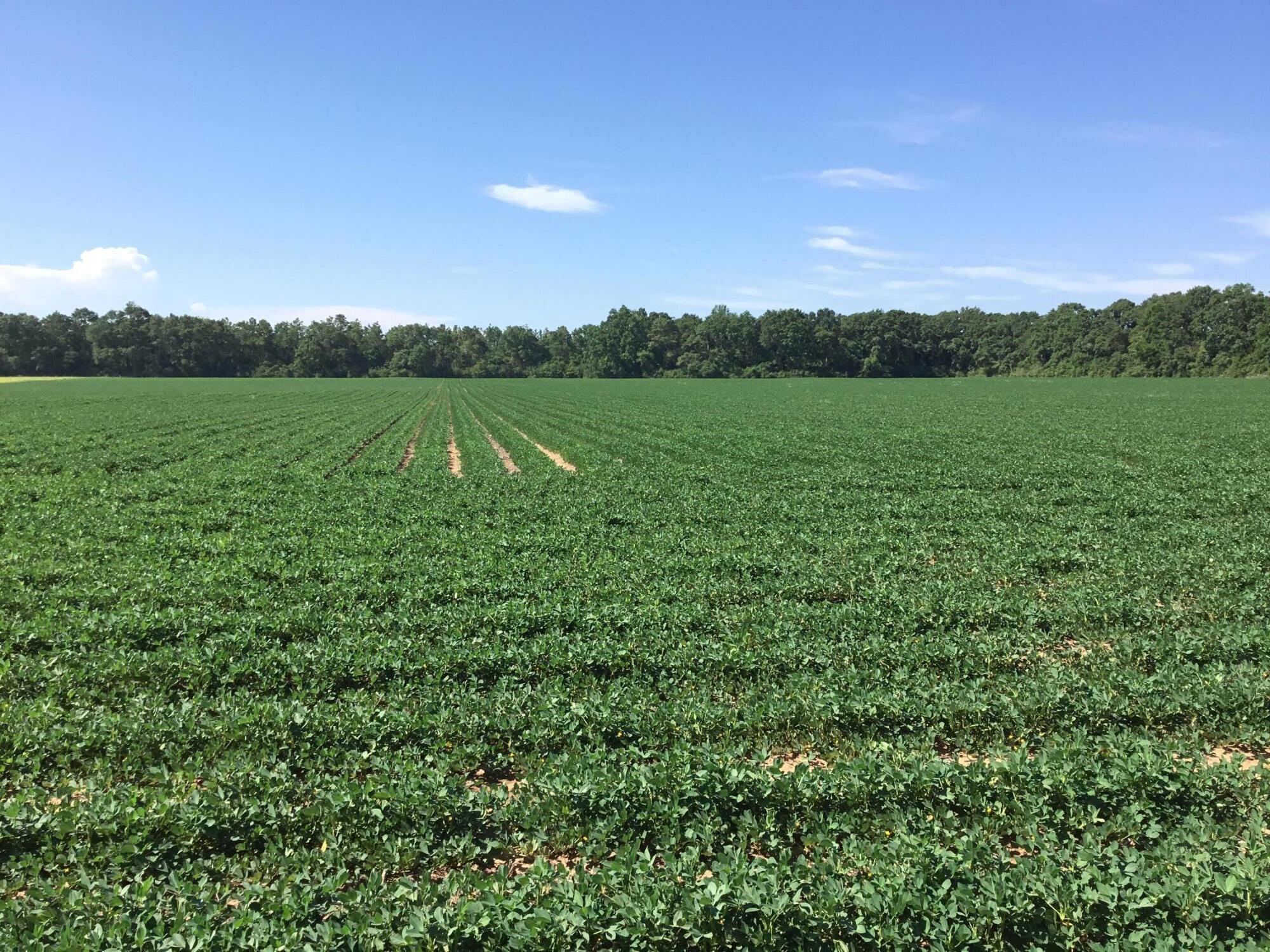 Back on the market! Beautiful almost 30 acres of cropland in north Baker backed up to Blackwater River Forestry land. This secluded land would be great for someone that is tired of the hustle and bustle and looking for a quiet and peaceful area to maybe build a house on their own farm. Currently leased for row crop. Power in the area but not on this property.