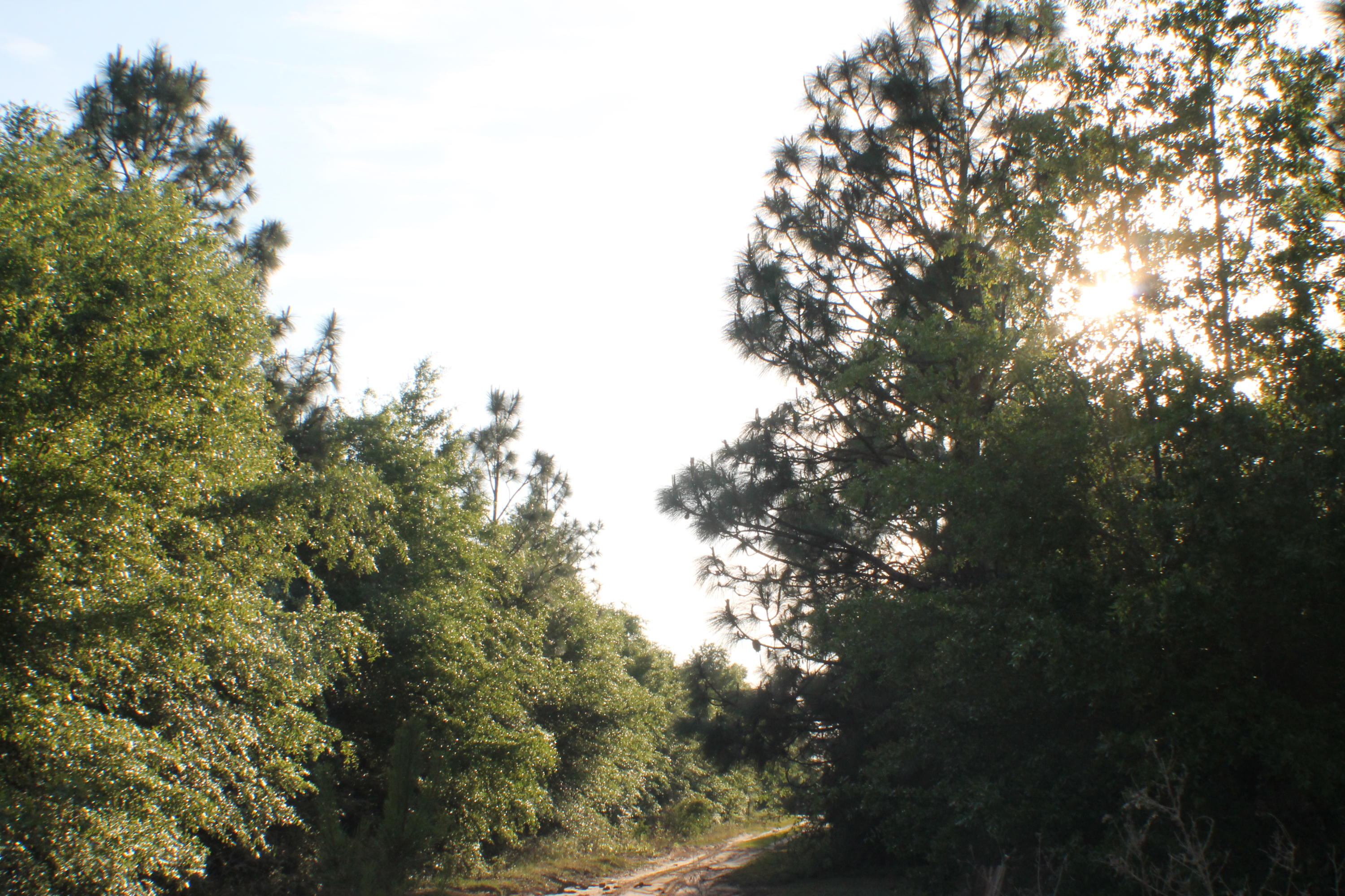 HARVEST HILL PH V - Land