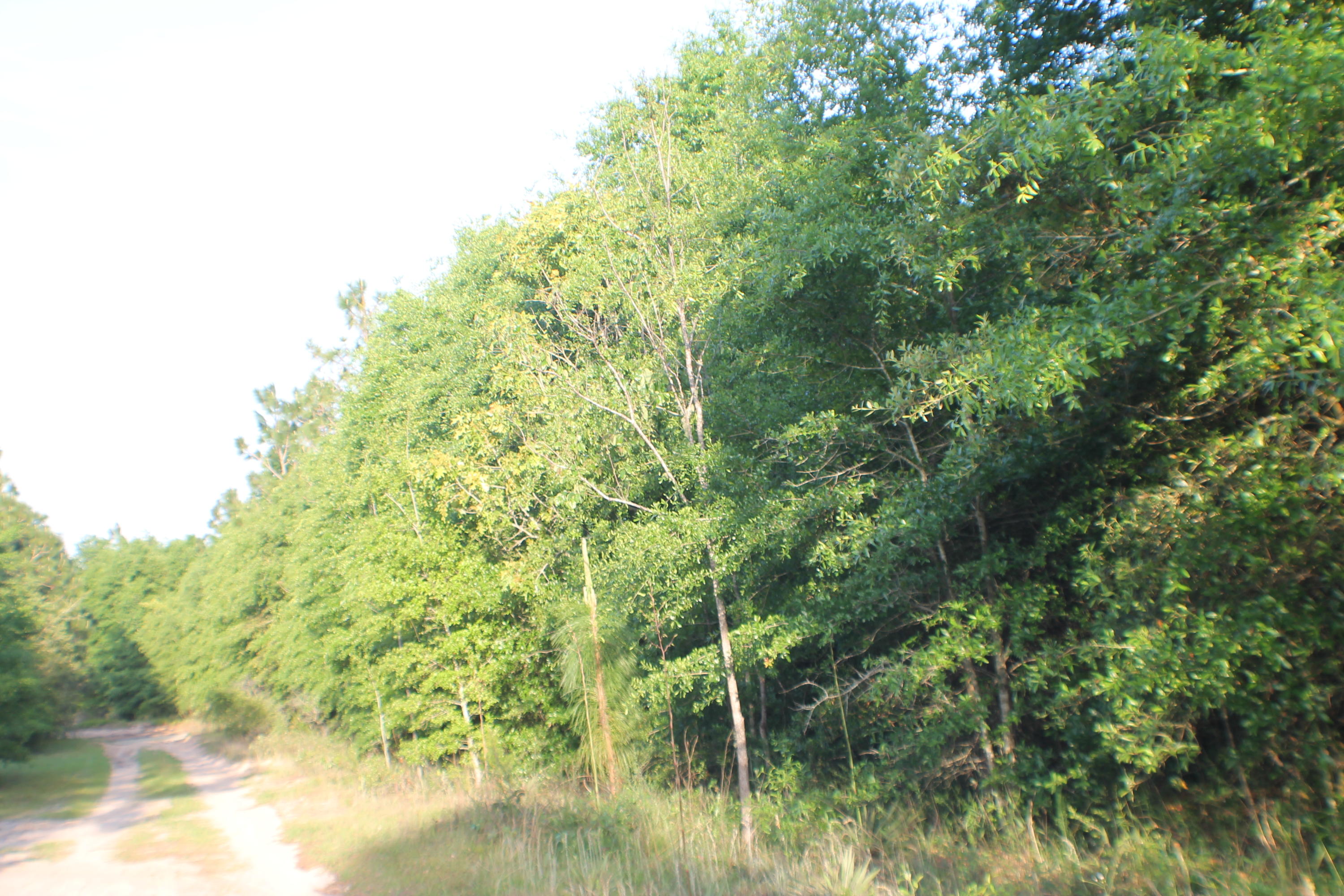 HARVEST HILL PH V - Land