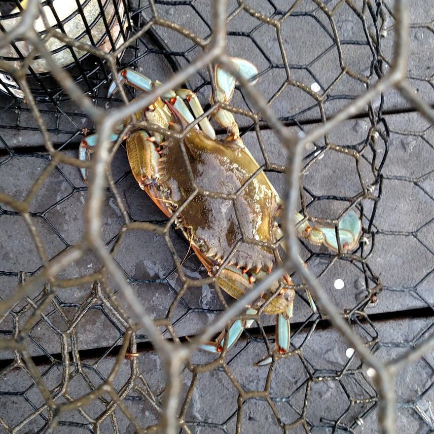 LOT 1 & 2 The ARC will only view a single build single family built across both lots. No single family per lot.The salt life on the water with breathtaking views of the Choctawhatchee bay and Mack Bayou. Can you imagine waking up to dolphins swimming in your back yard? Jumping in your boat and taking a cruise to your favorite restaurant. Enjoying the sunset from your living room on the water. Imagine how this will change your life. This lot includes a check list of must haves. Sea wall ,Raised elevation,Slip/Dock , All water/sewage/cable on lot hook up tap fees payed for sewage,Paved road ,Gated community and the lifestyle you're looking for. Let's do the math, you save a minimum of $10,000.00 for each included item.