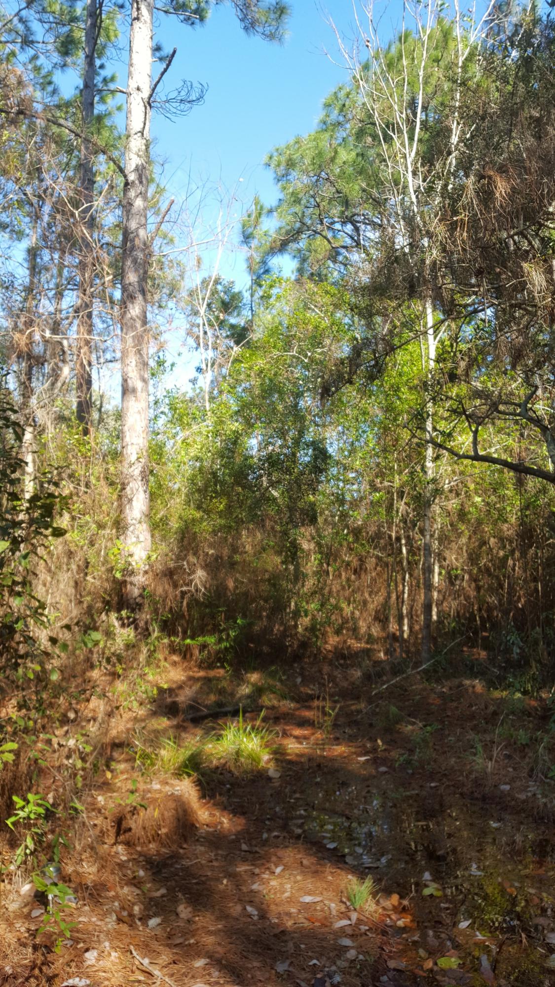 Possible water views!! Wooded lot across from Choctawhatchee Bay. Tap fees have not been paid. Enjoy lots of outdoor recreation within walking distance of NEW Walton County Grady Brown Park. Offering 2 Boat Ramps & Kayak Launch, Fishing, Picnic Tables, Boat Trailer Parking among other amenities. Within 15 minutes of Blue Mountain Beach....more photos coming soon.