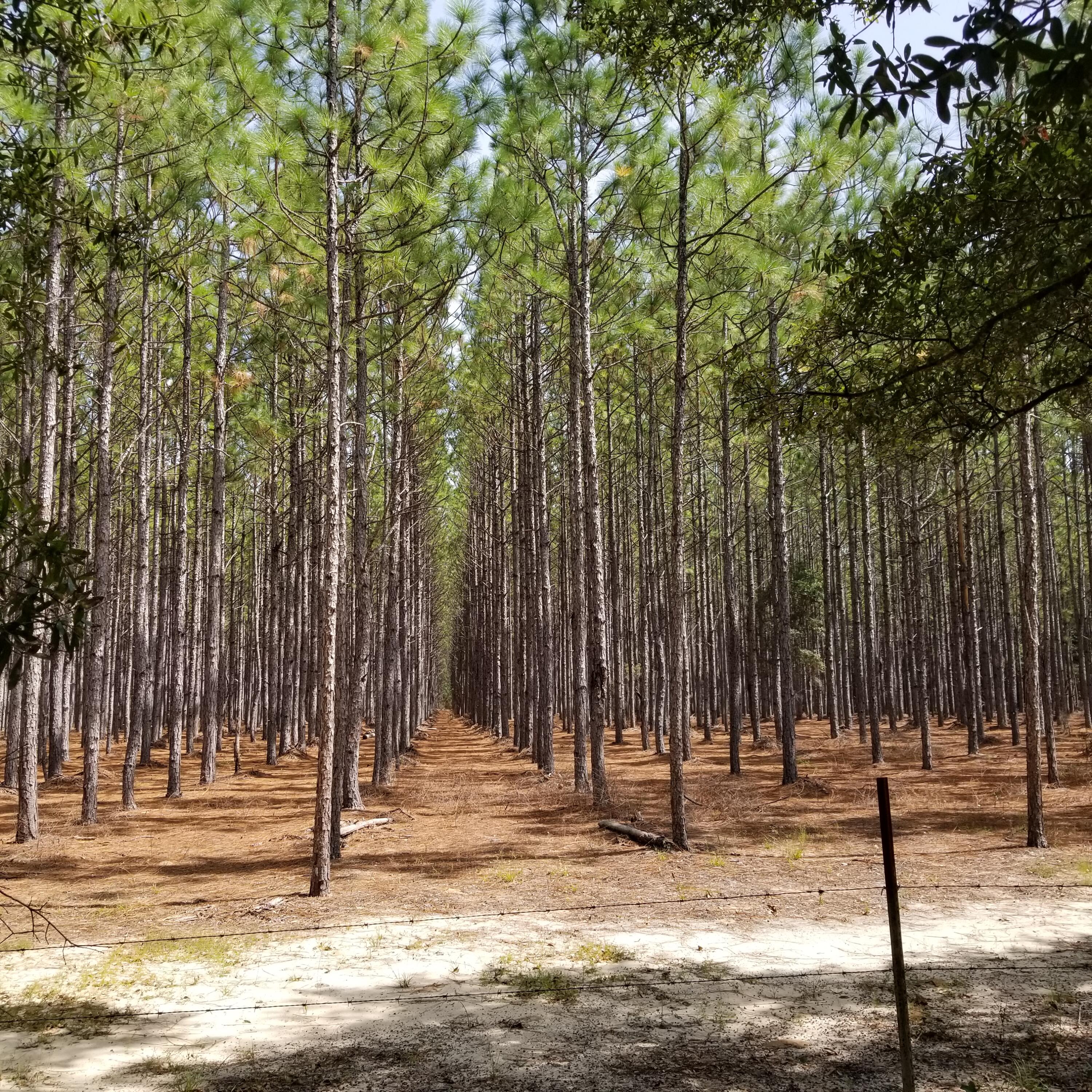 DeFuniak Springs and 30 Min to FWB - Land