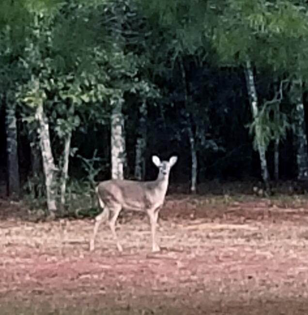DeFuniak Springs and 30 Min to FWB - Land