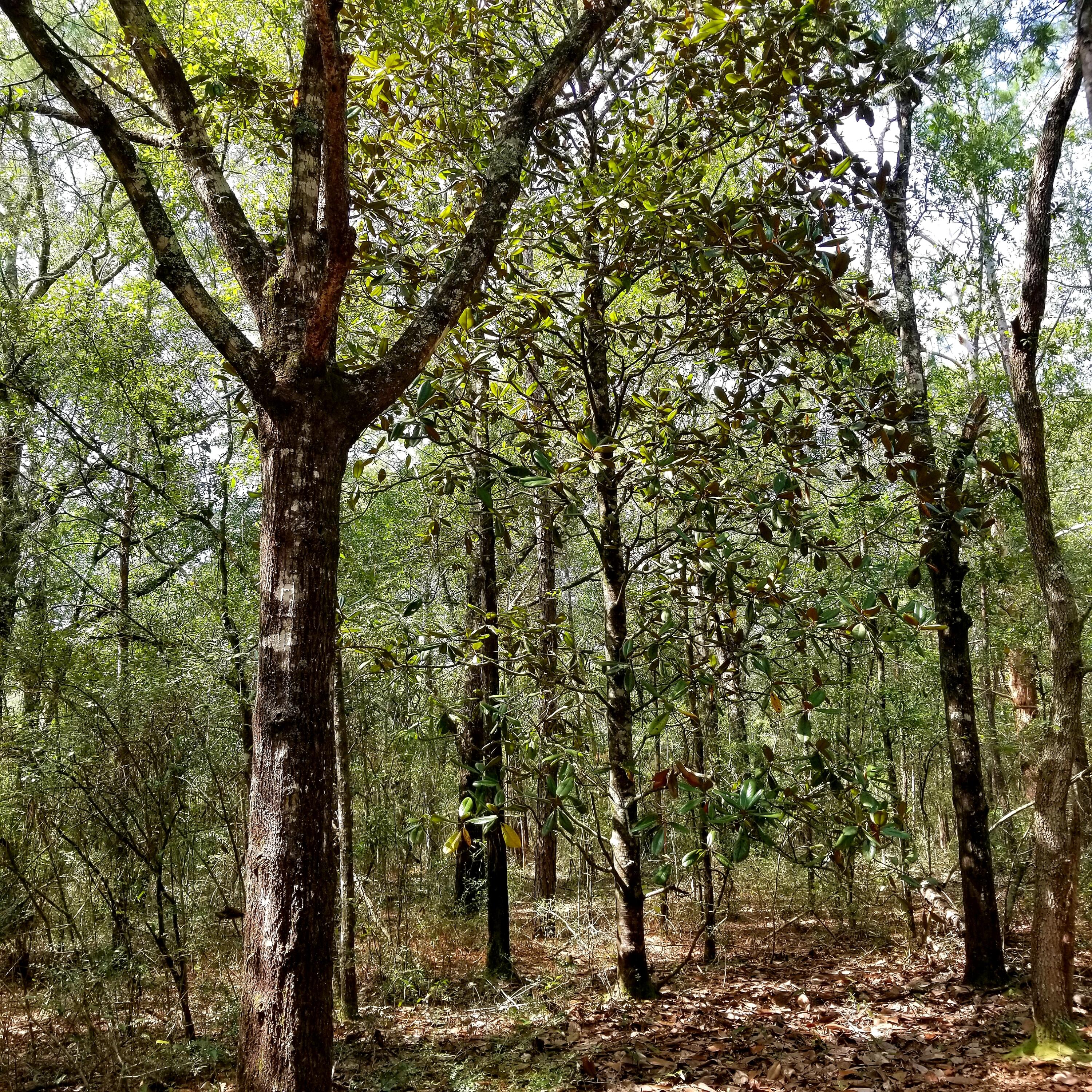 DeFuniak Springs and 30 Min to FWB - Land