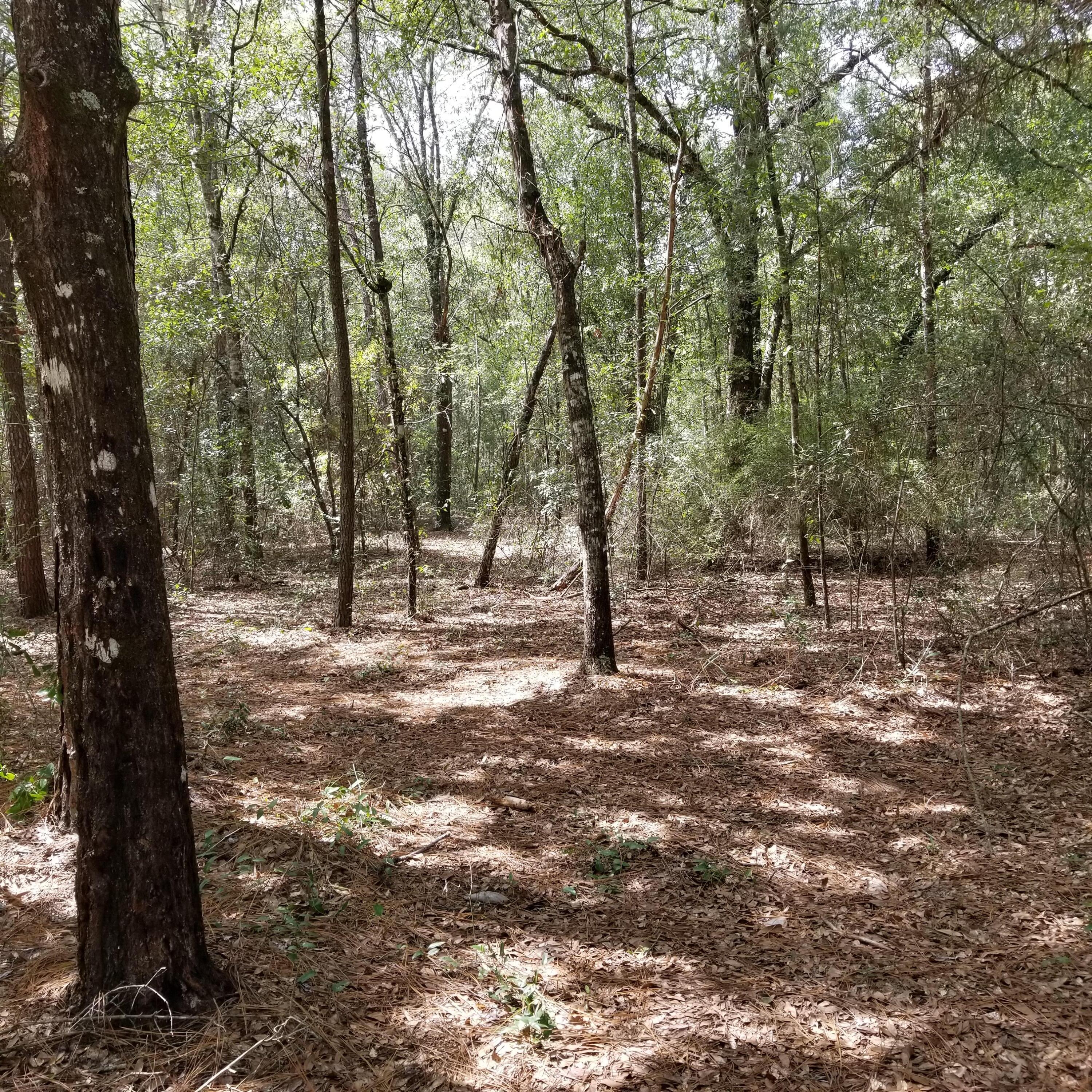 DeFuniak Springs and 30 Min to FWB - Land