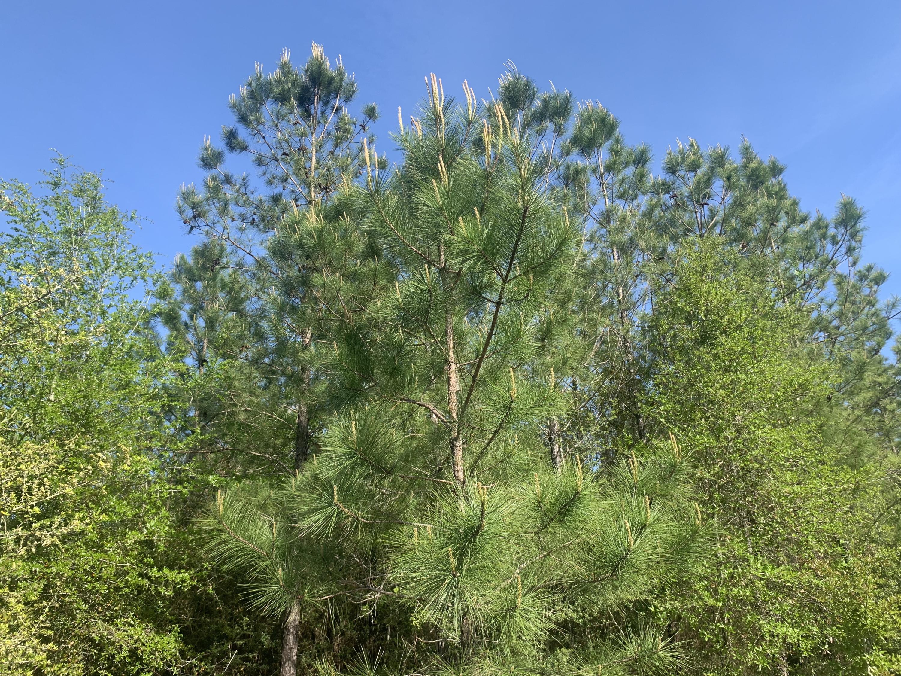 METES & BOUNDS - Farm