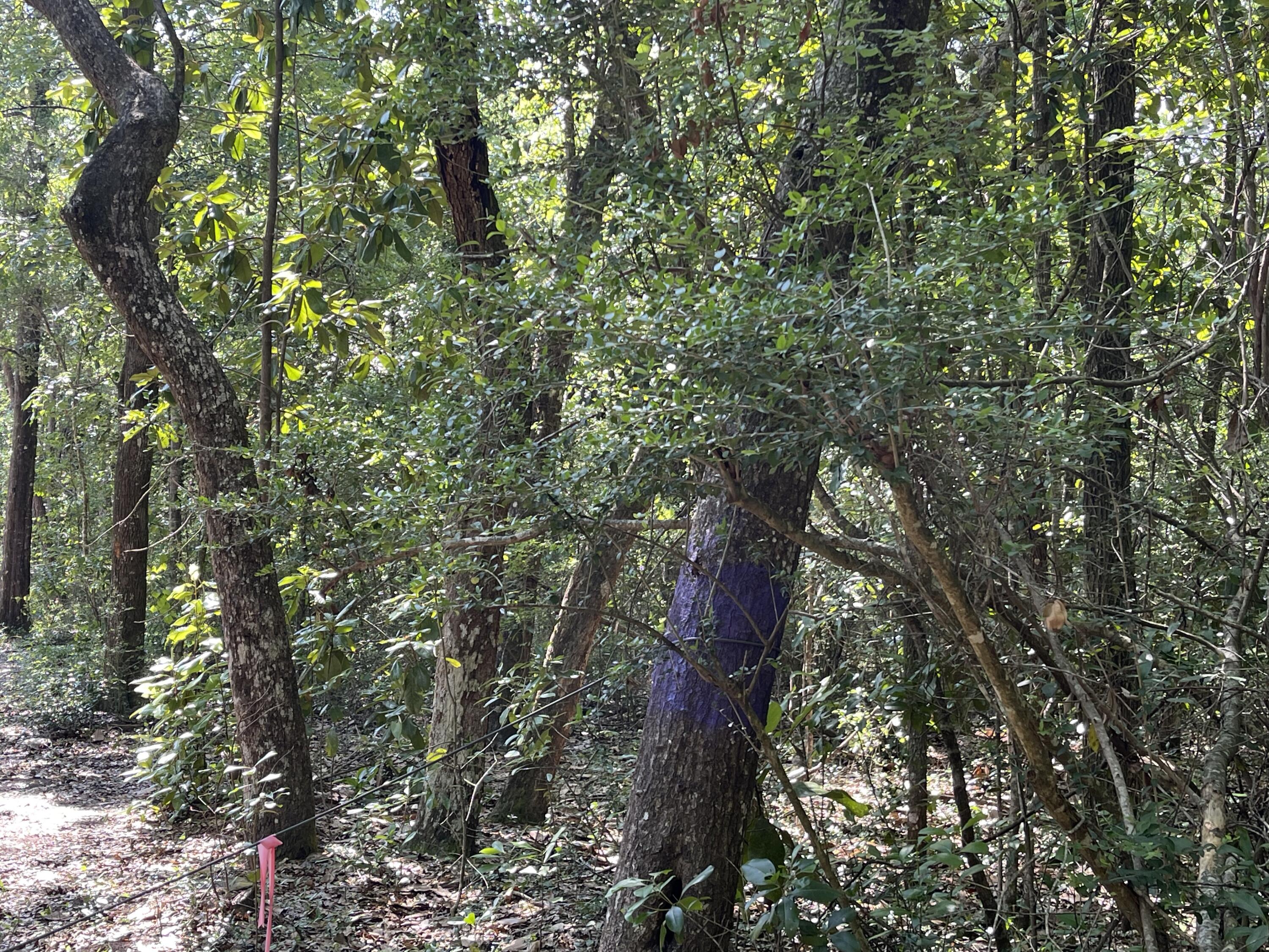 Old Jolly Bay - Land