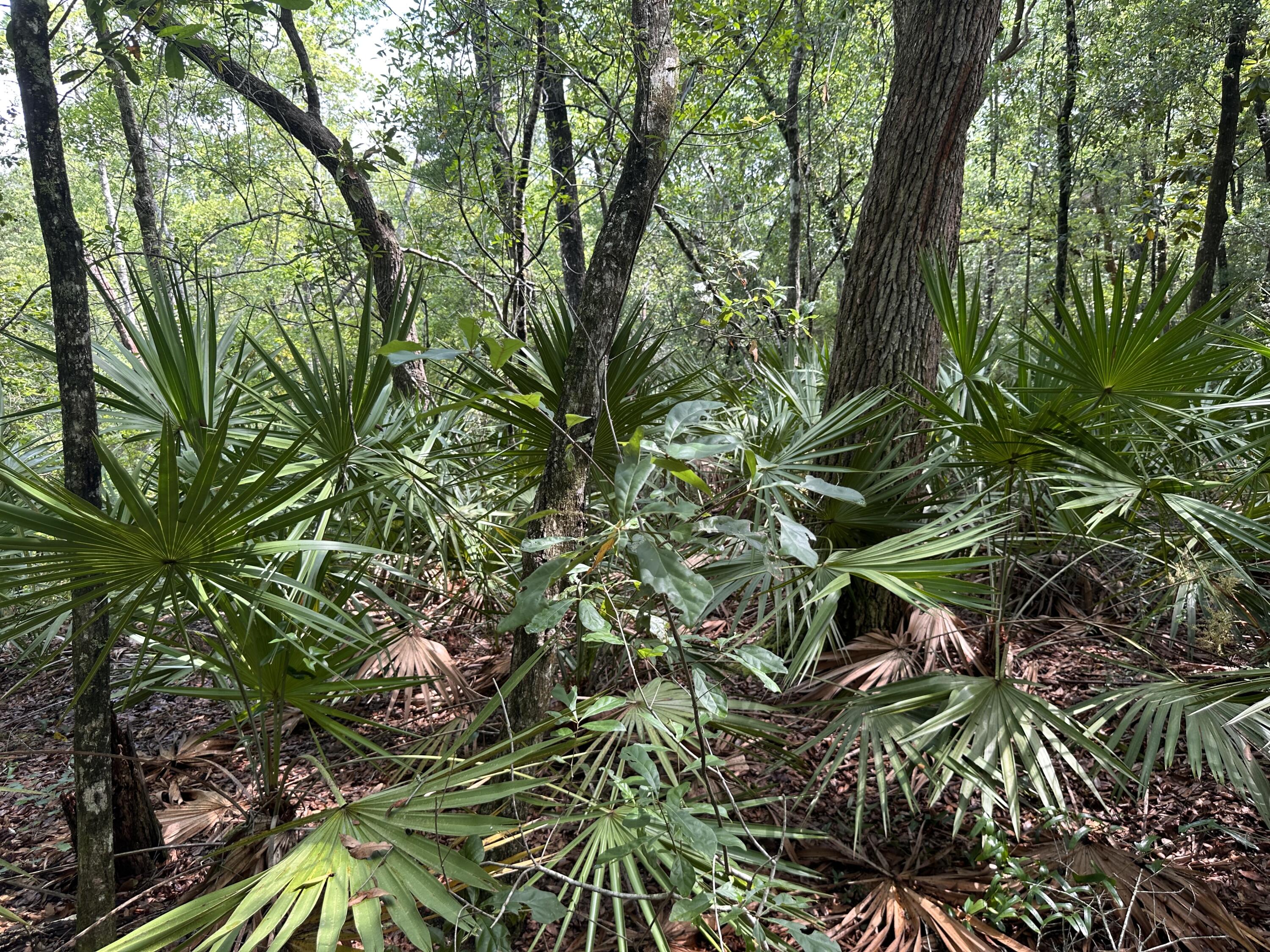 Old Jolly Bay - Land