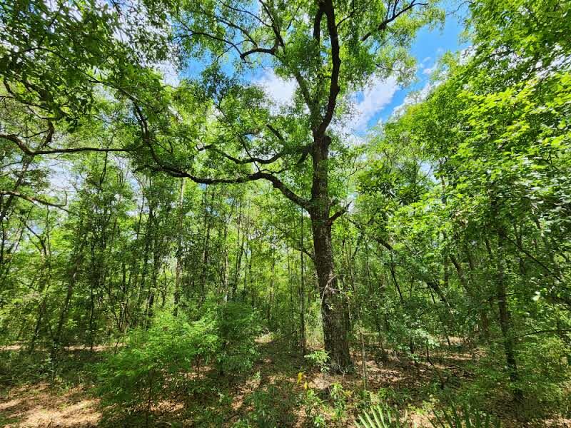 Old Jolly Bay - Land