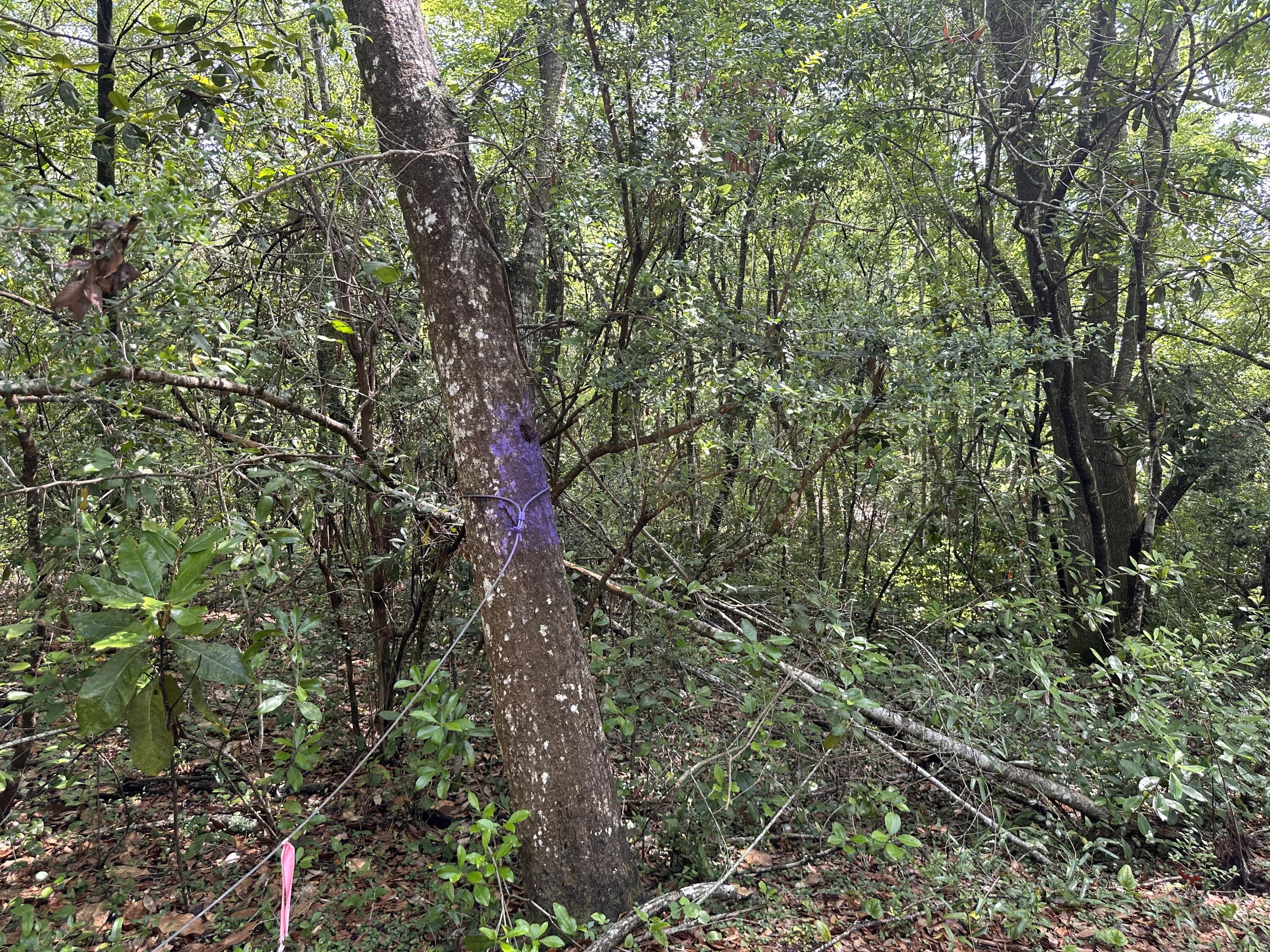 Old Jolly Bay - Land