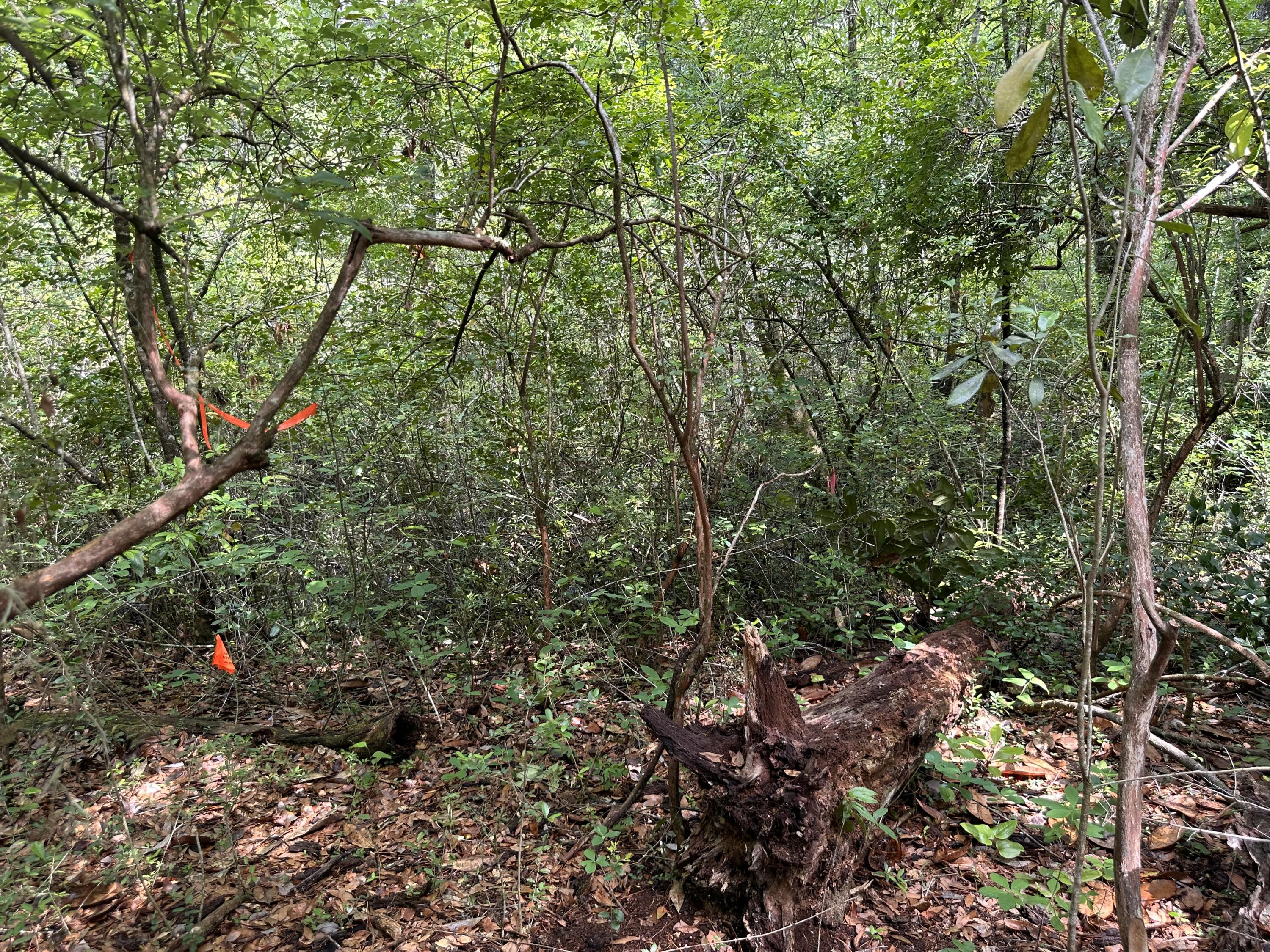 Old Jolly Bay - Land