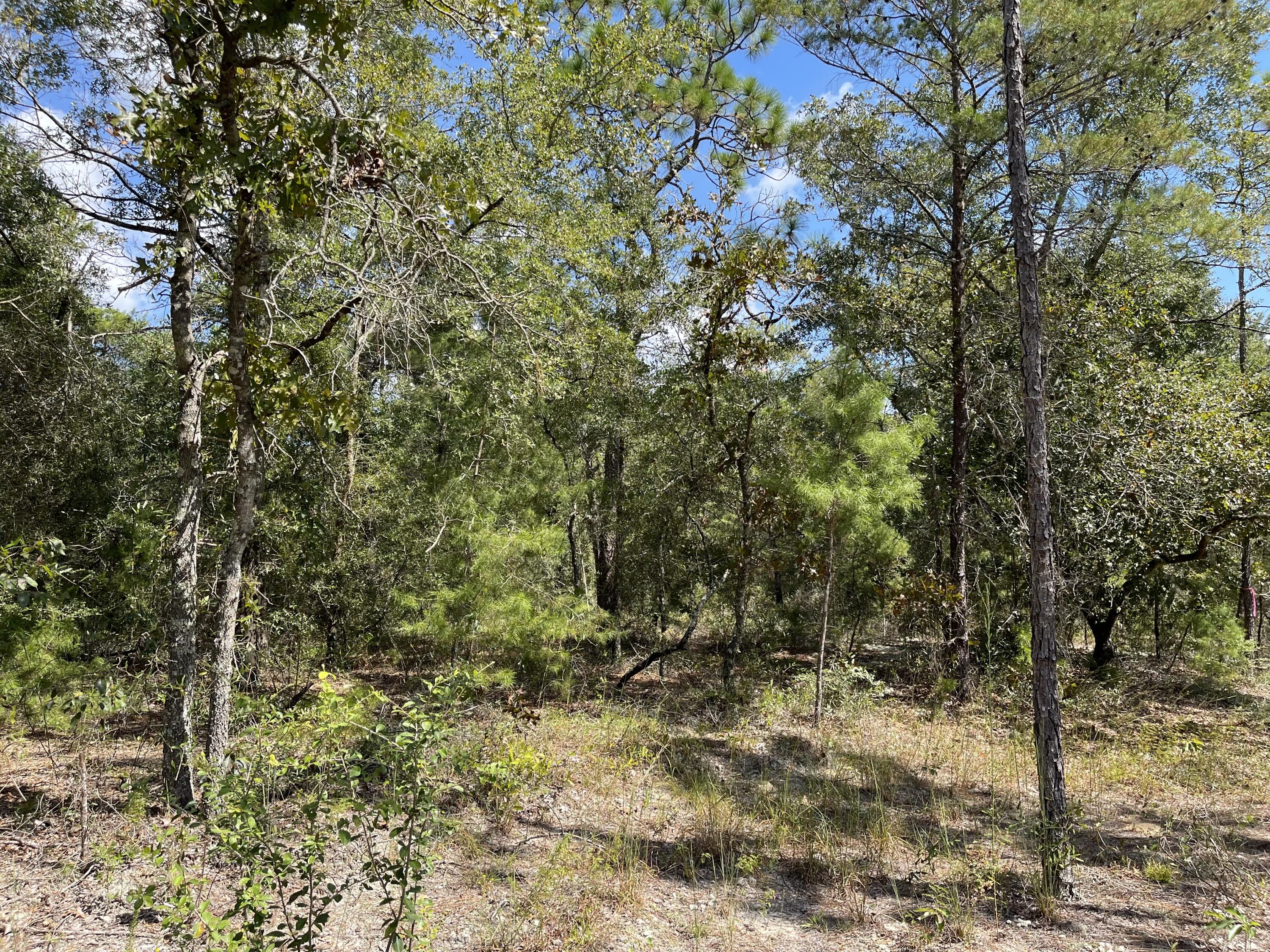 Amazing Value!! Beautiful wood lot approx .23 acres between DeFuniak Springs FL and Mossyhead. Modular homes allowed. No HOA. Minimal Restrictions. There are no existing utilities. Well/Power/Septic required. Power is nearby.Property is Flood Zone X. Per the Walton GIS mapping, the property does not appear to have wetlands. Easy access to the I-10 & CR 285 south making it a great location for work no matter what direction you need to go! You will be approx. 30-45 mins to most workplaces as well as the beautiful white sandy beaches of Florida famous Emerald Gulf Coast and Crab Island. Buyer needs to verify building codes, zoning regulations, wetlands and flood zones, etc with proper local authorities to ensure buyer will be able to utilize the property for intended use. Information contained within this listing is deemed to be accurate but is not guaranteed.
All dimensions shown are approximately only per CRS Property Data Report. A Survey must be completed to confirm property lines and dimensions.