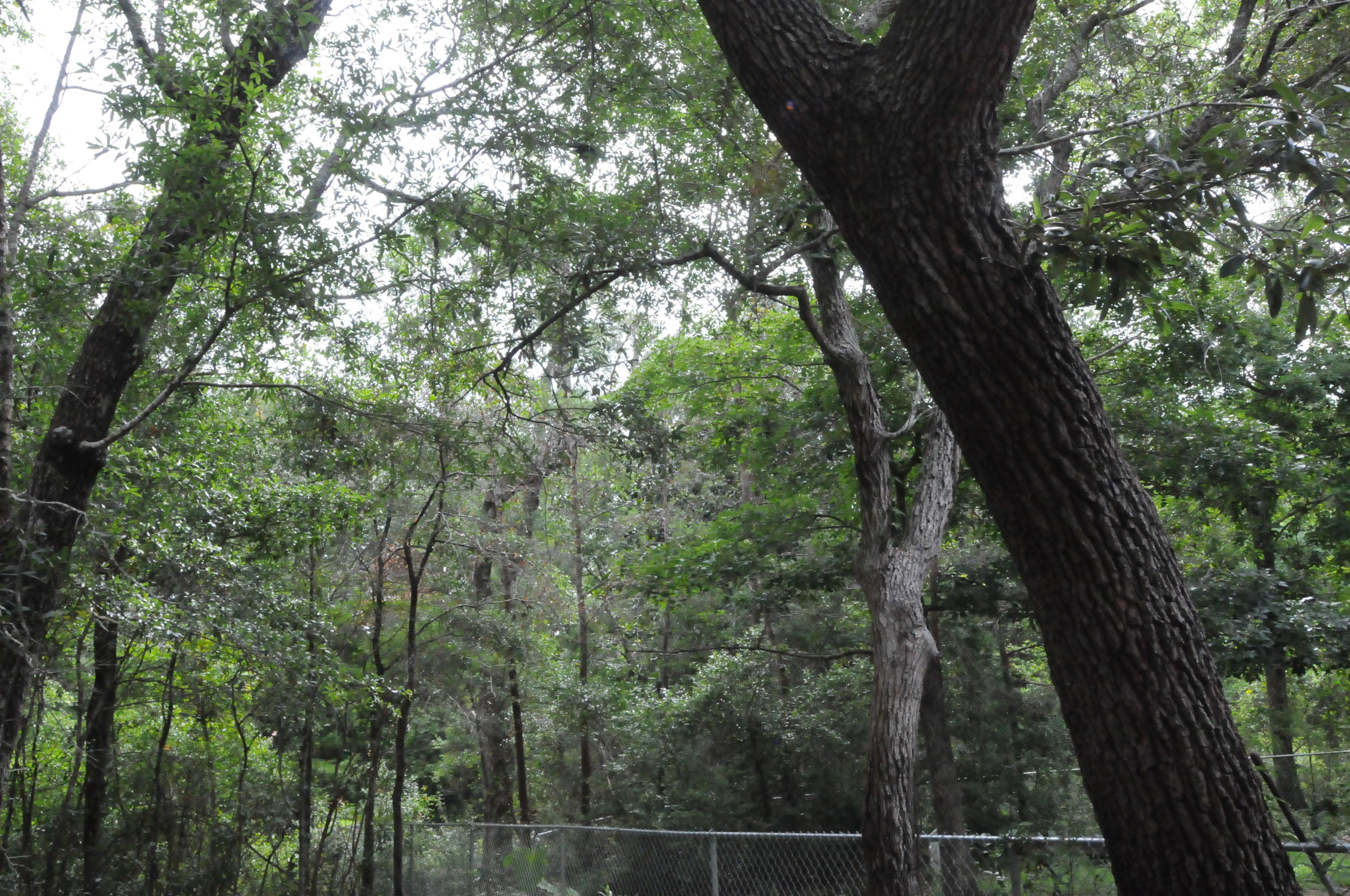 SHADOW OAK S/D - Residential