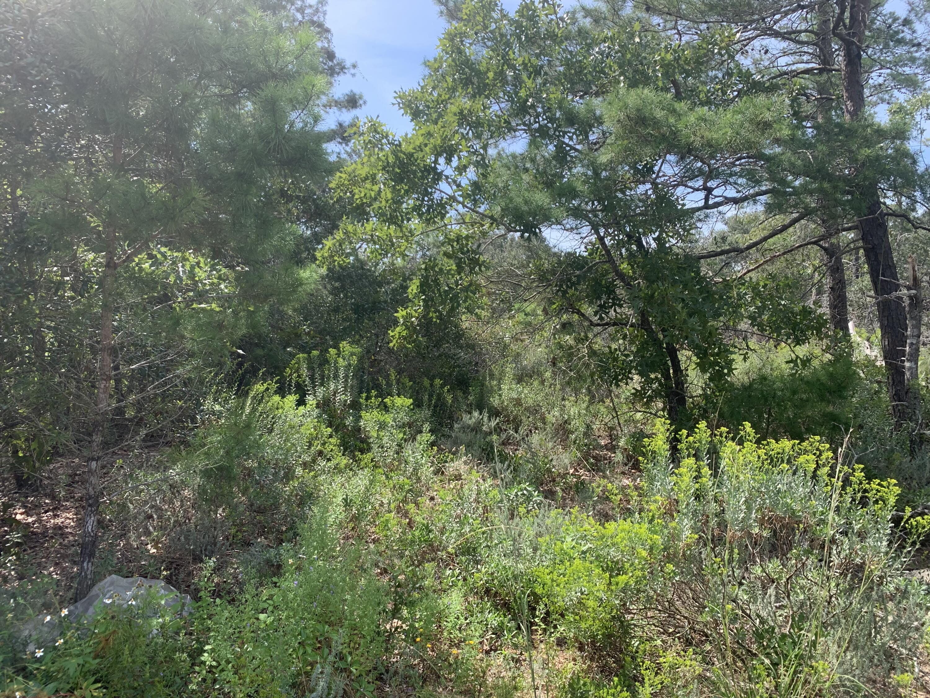 BARBAROSA RANCHETTES 1ST ADDN - Land