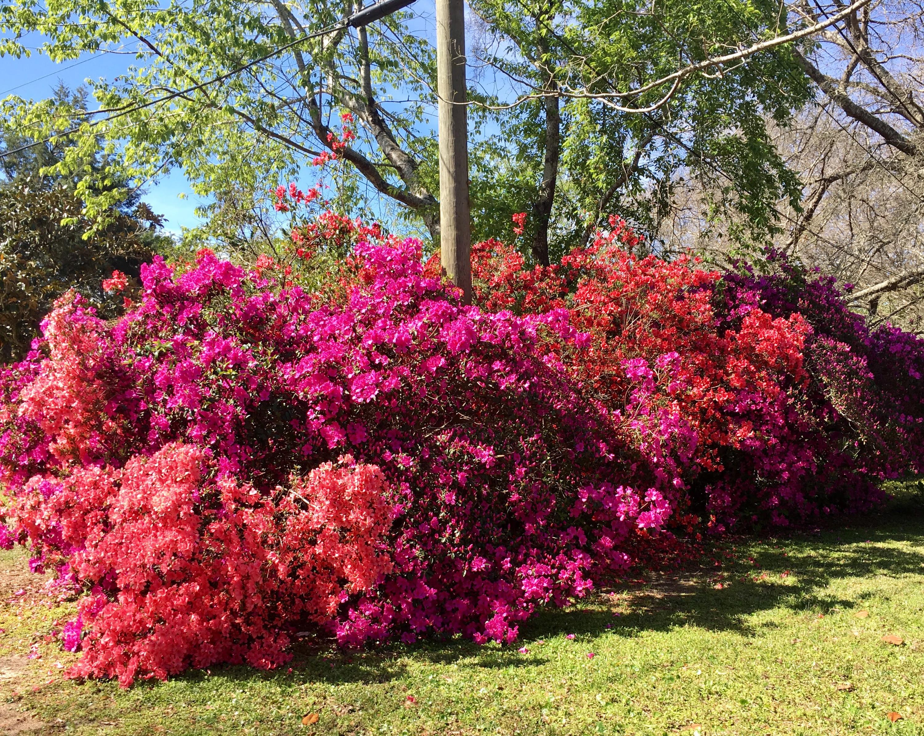 RACETRACK ROAD 1ST - Residential