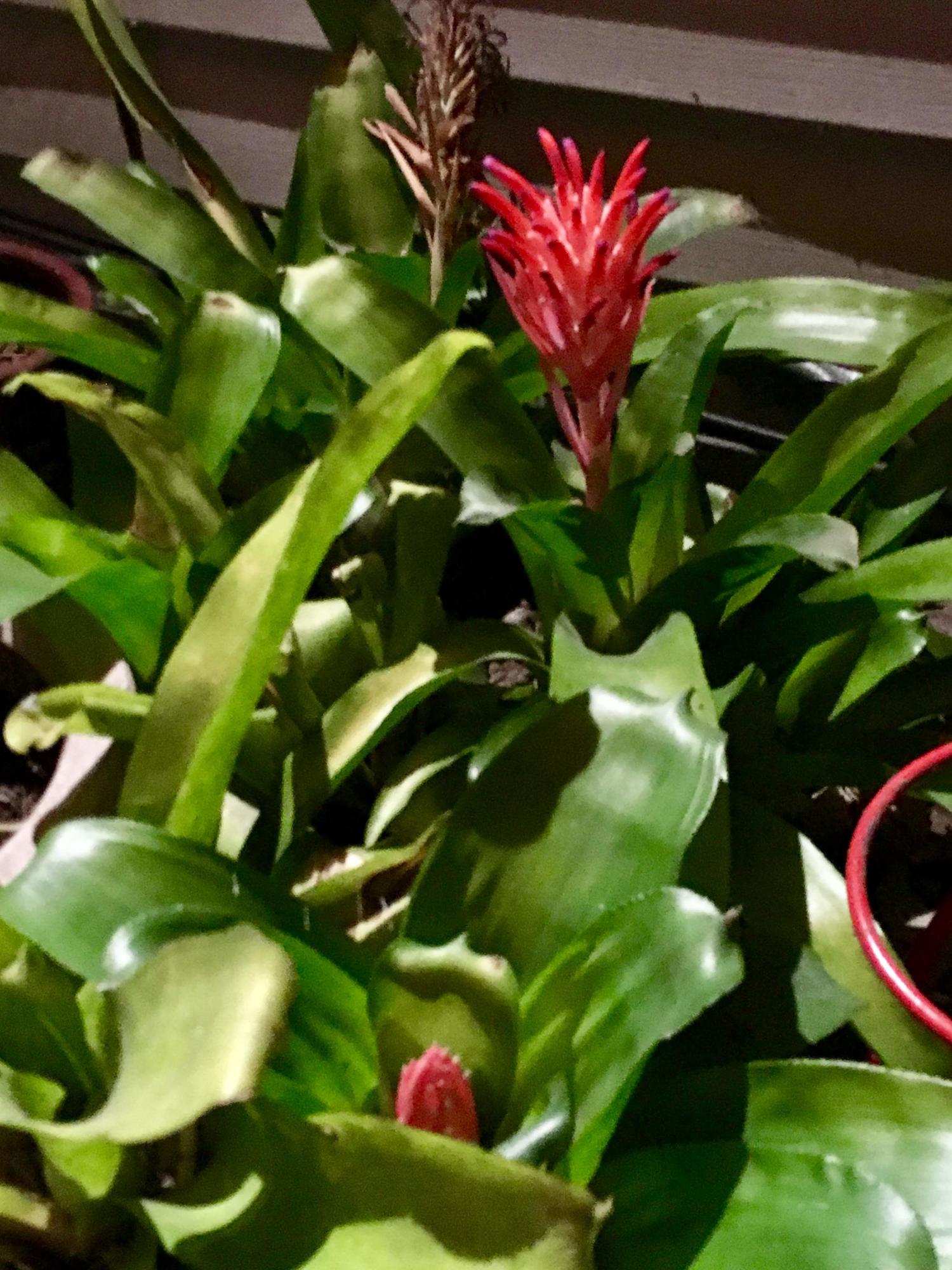 RACETRACK ROAD 1ST - Residential